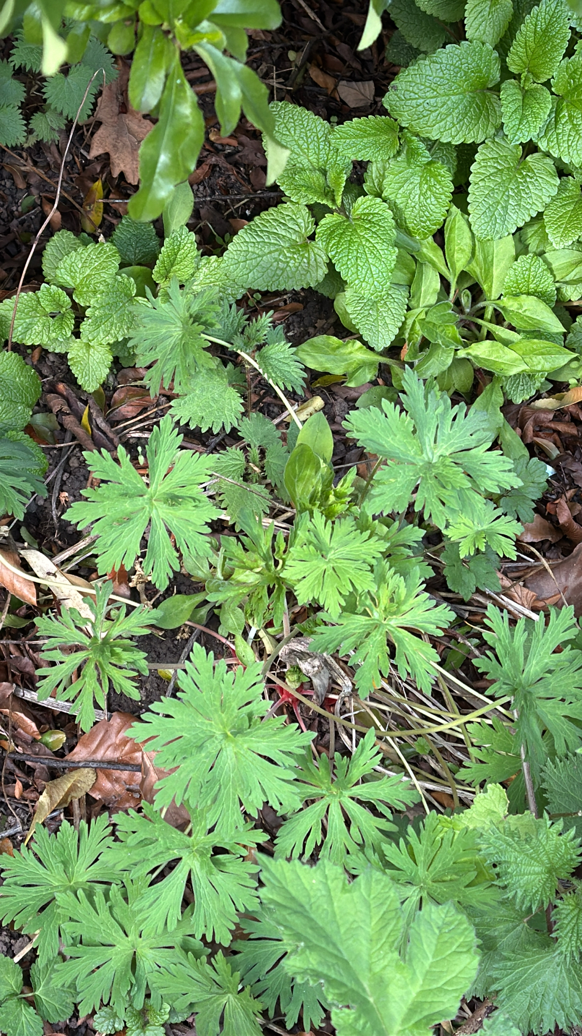 Photograph of Meadow Cranesbill