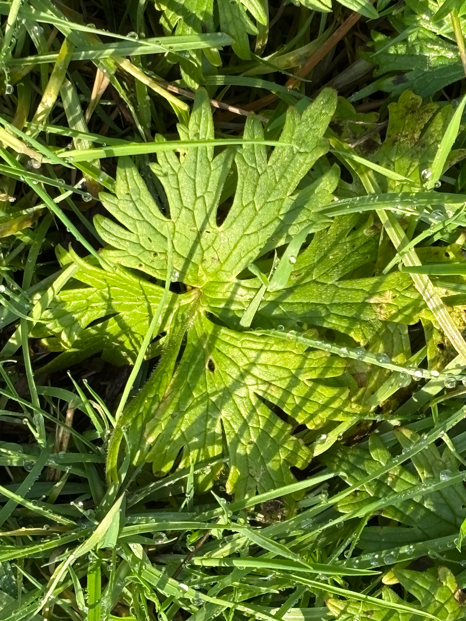 Photograph of Meadow Buttercup