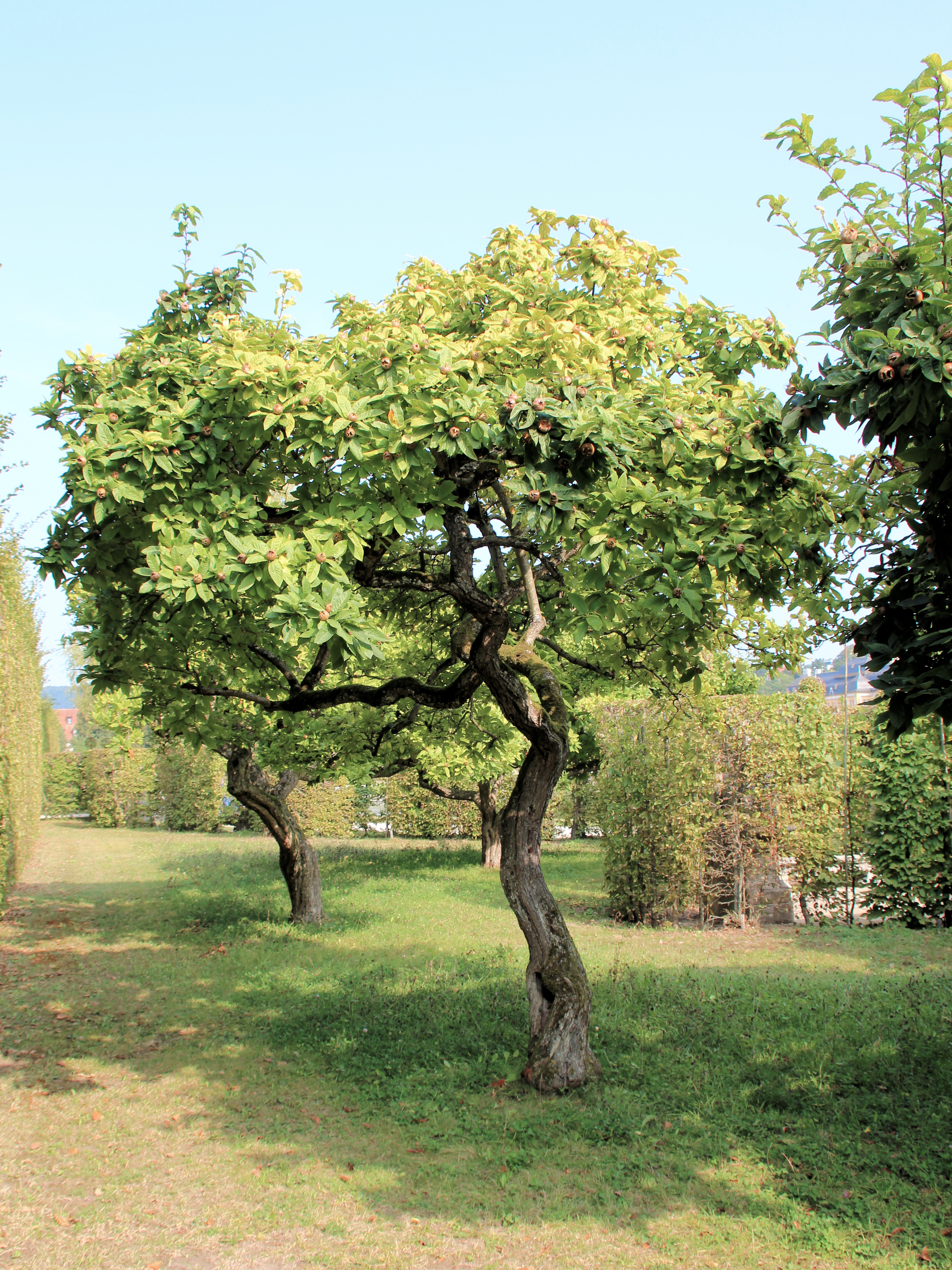 Photograph of Medlar