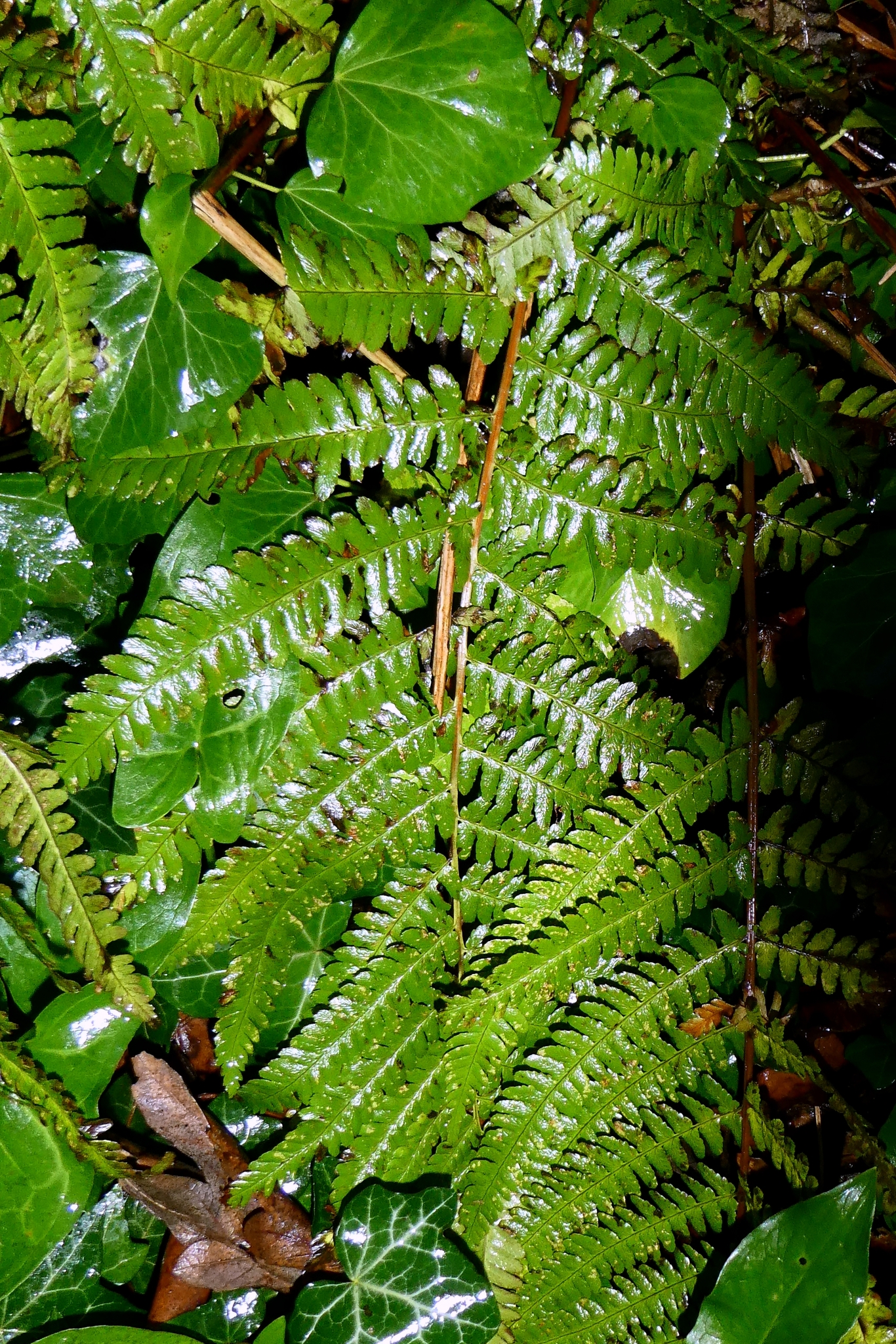 Photograph of Male Fern