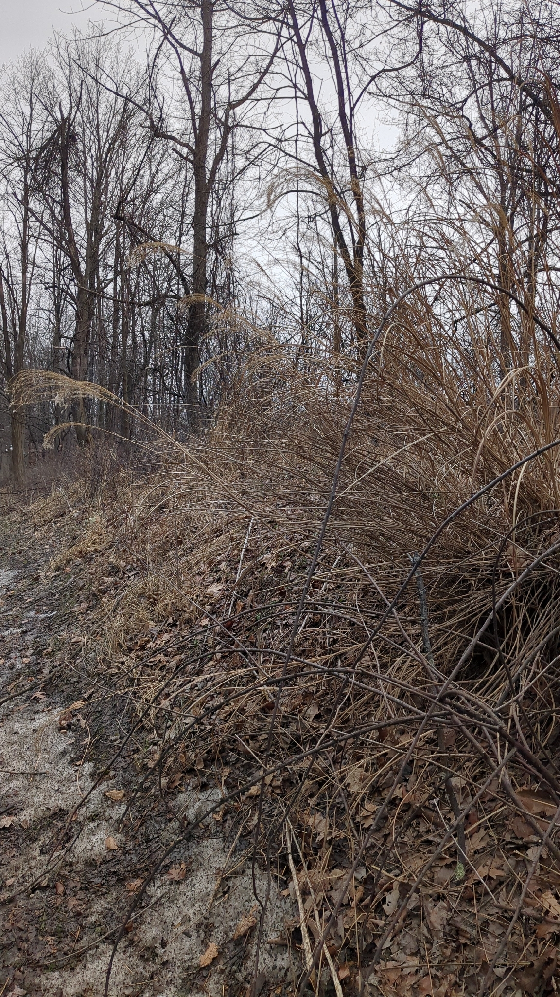 Photograph of Miscanthus