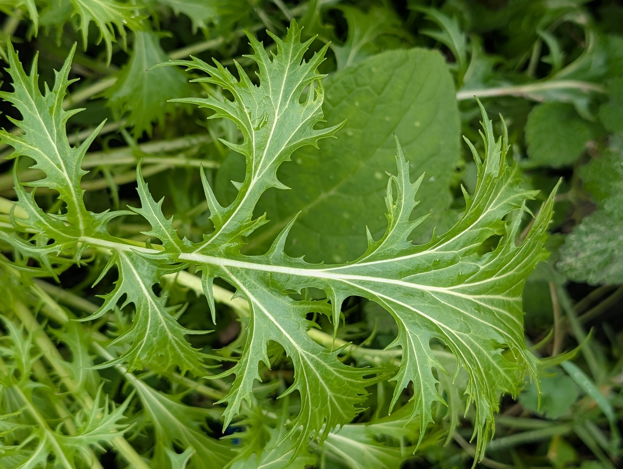 Photograph of Mizuna