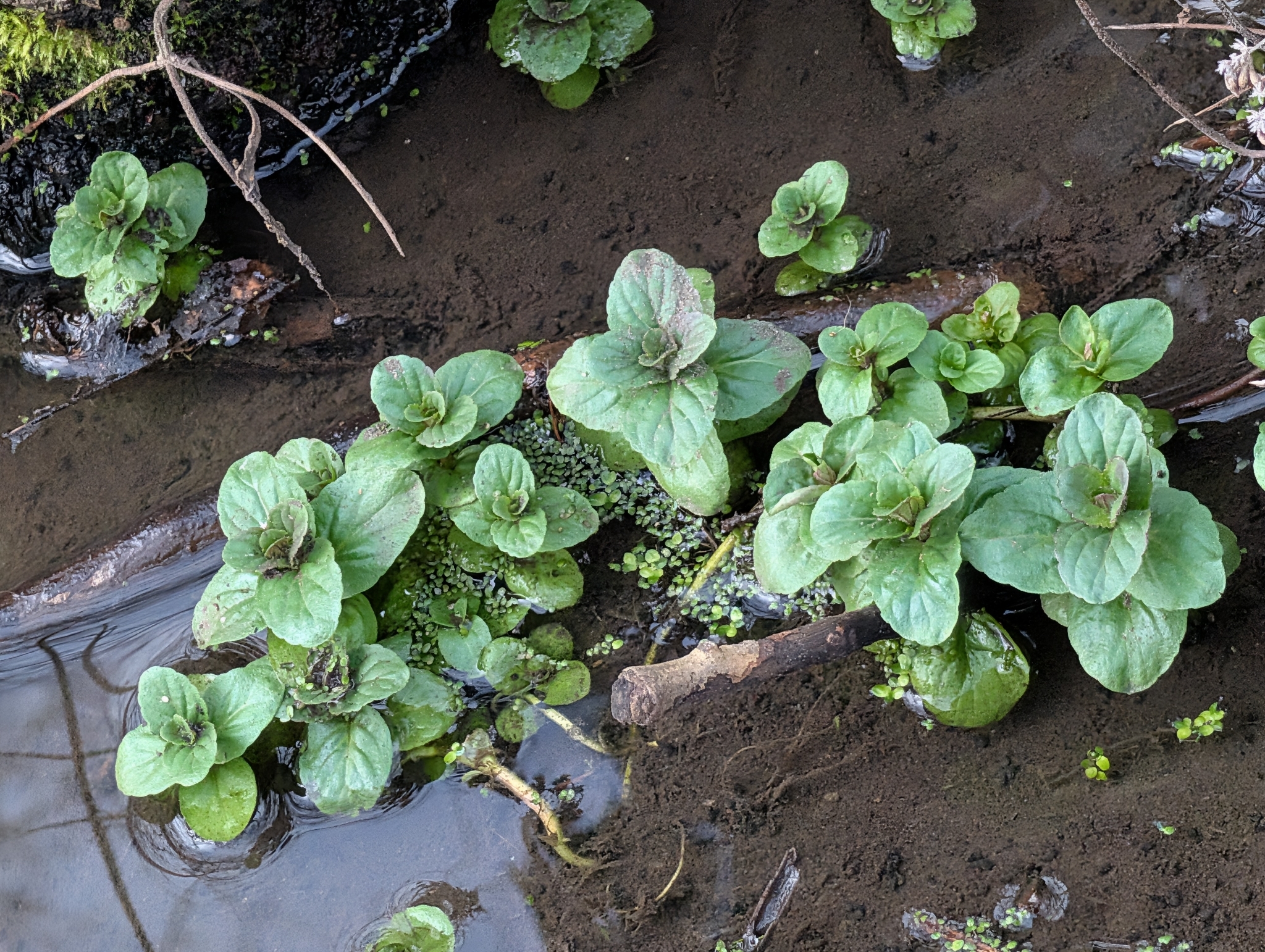 Photograph of Water Mint