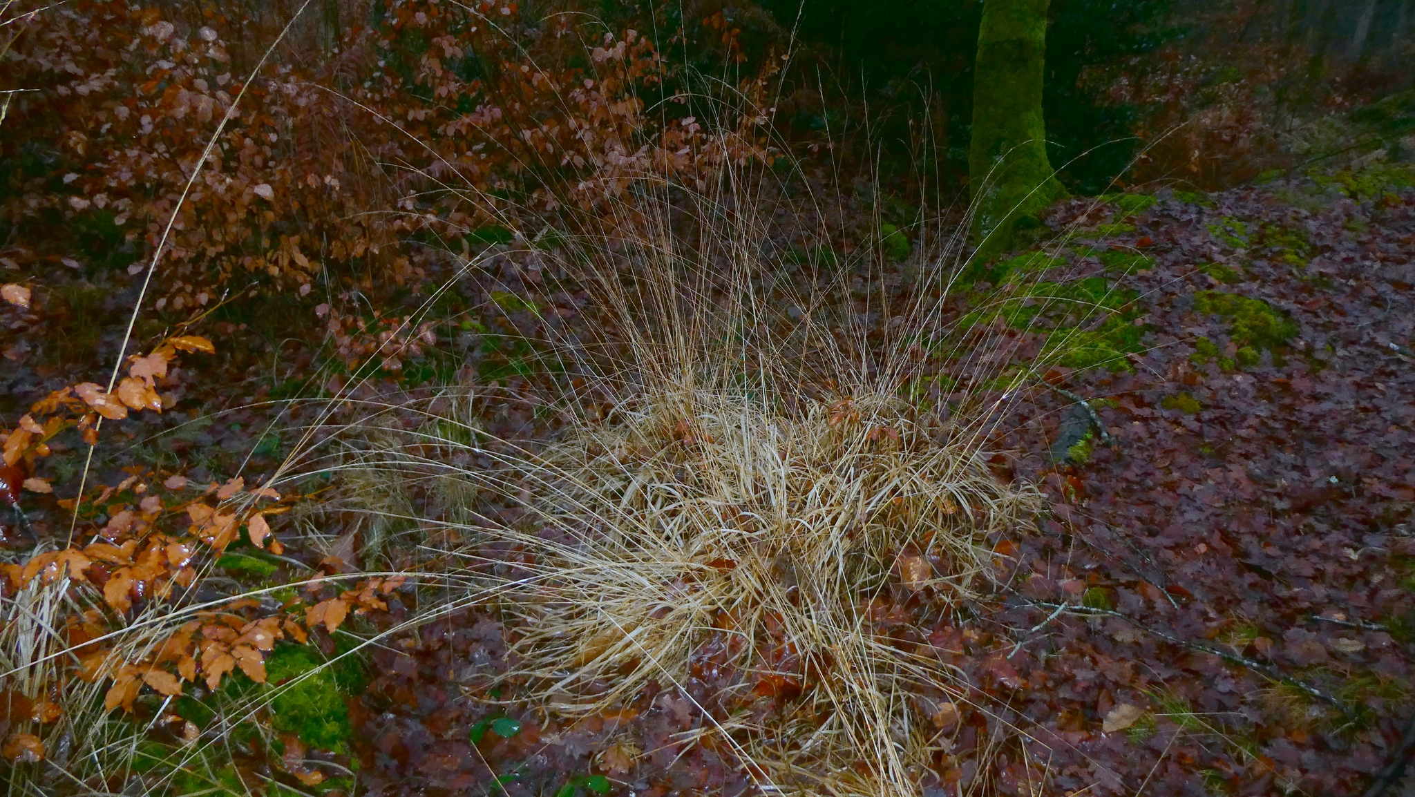 Photograph of Molinia
