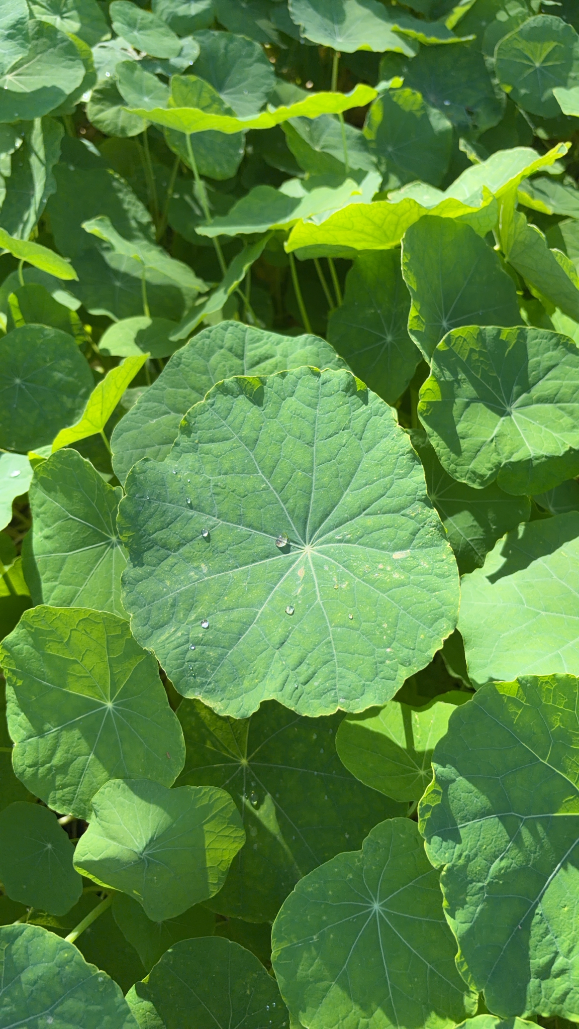 Photograph of Nasturtium