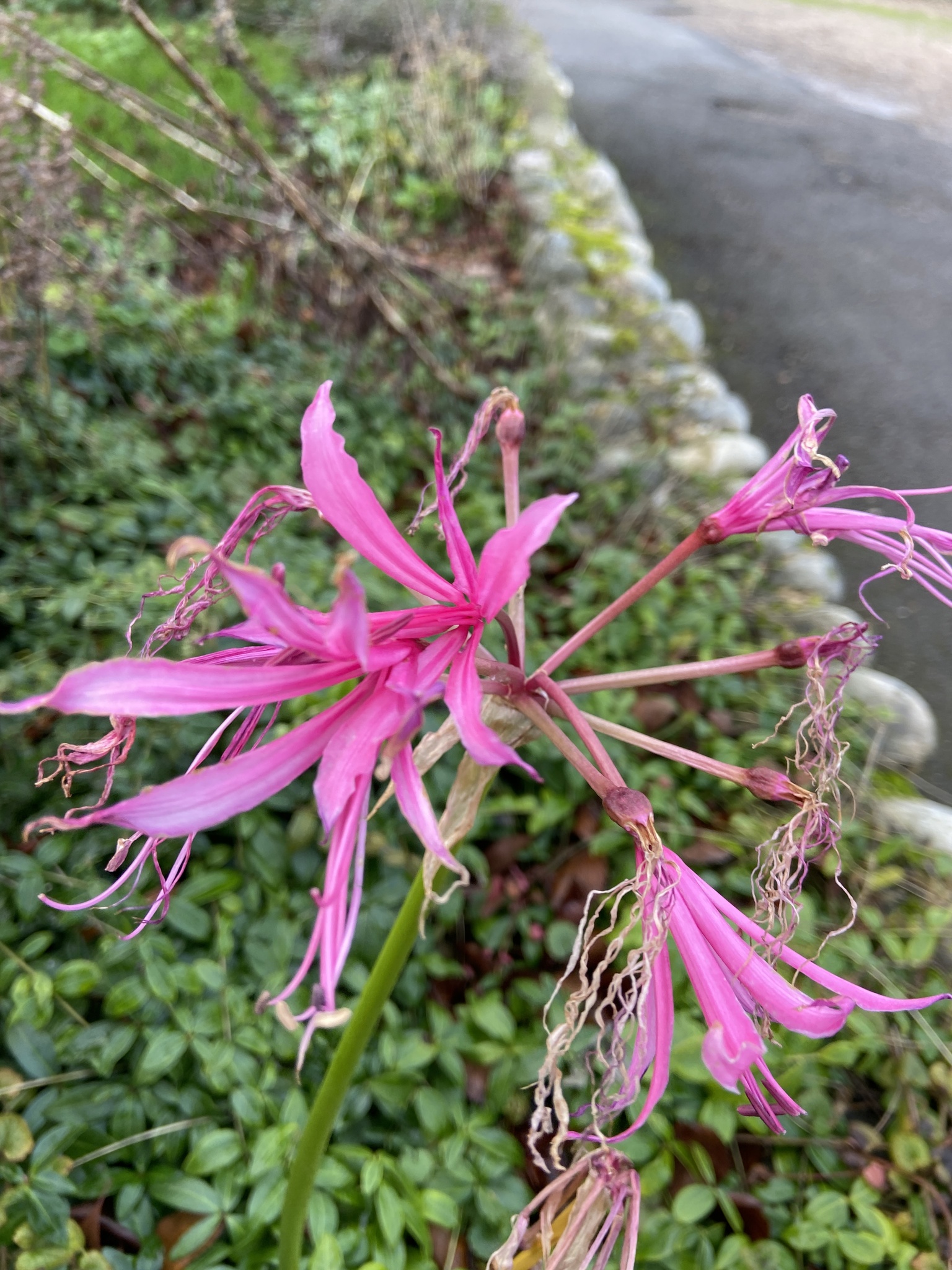 Photograph of Nerine