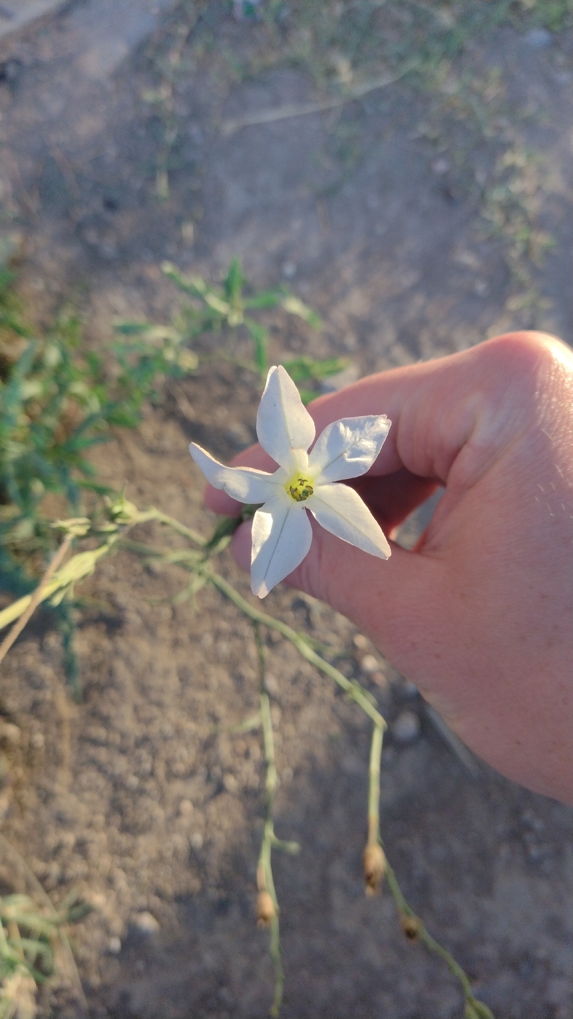 Photograph of Nicotiana