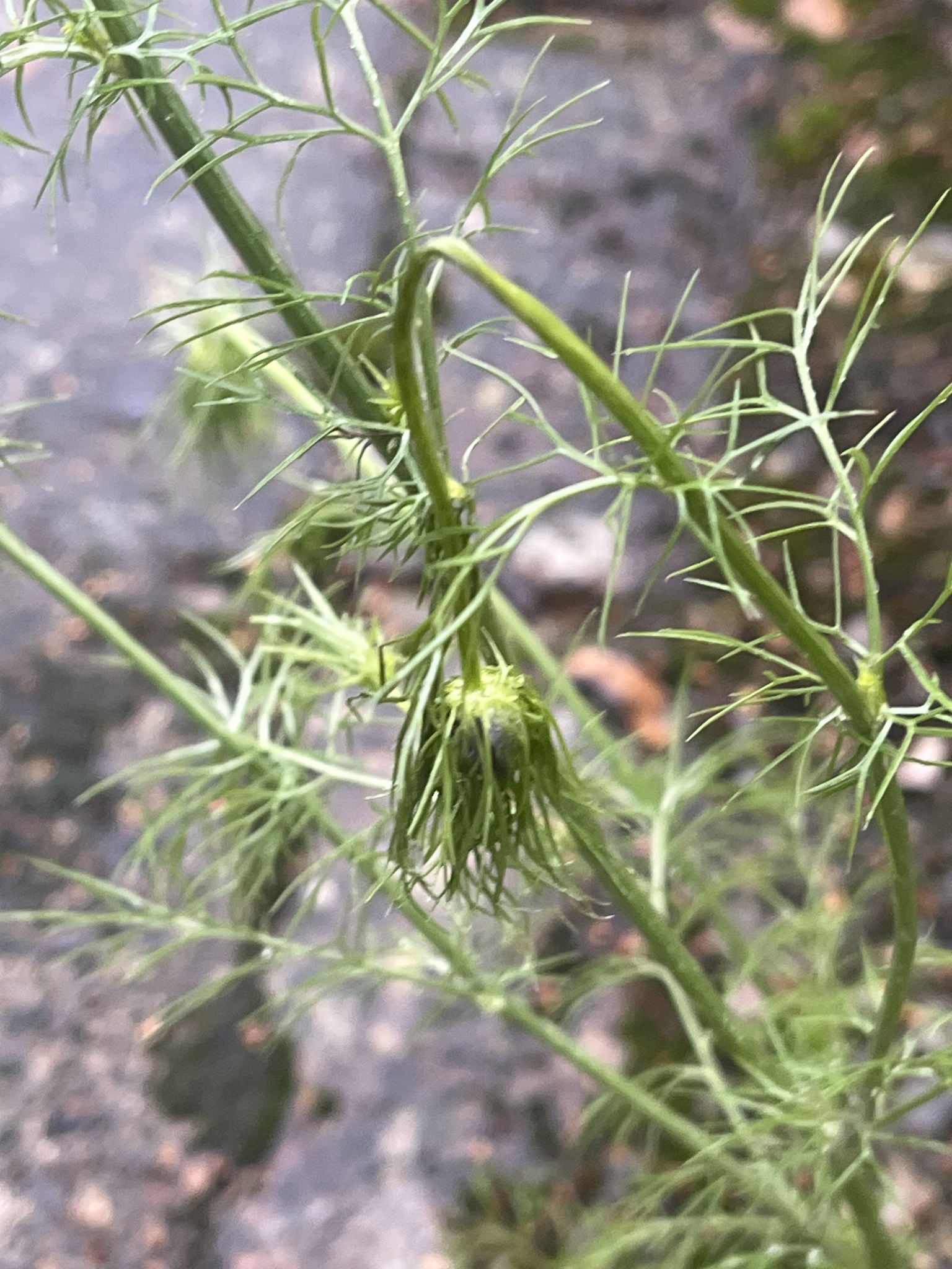 Photograph of Nigella (Love-in-a-Mist)