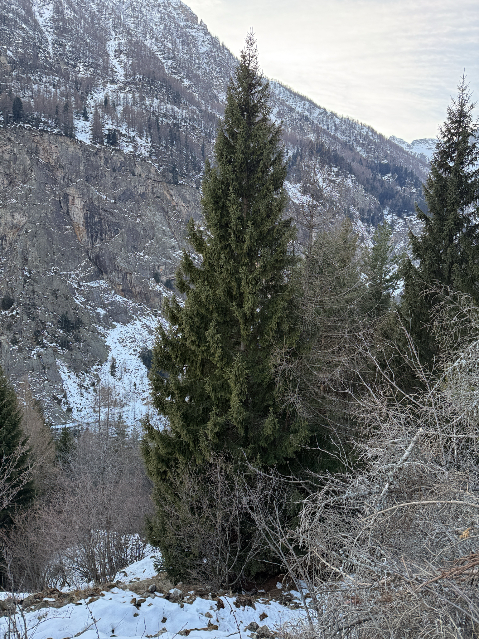 Photograph of Norway Spruce