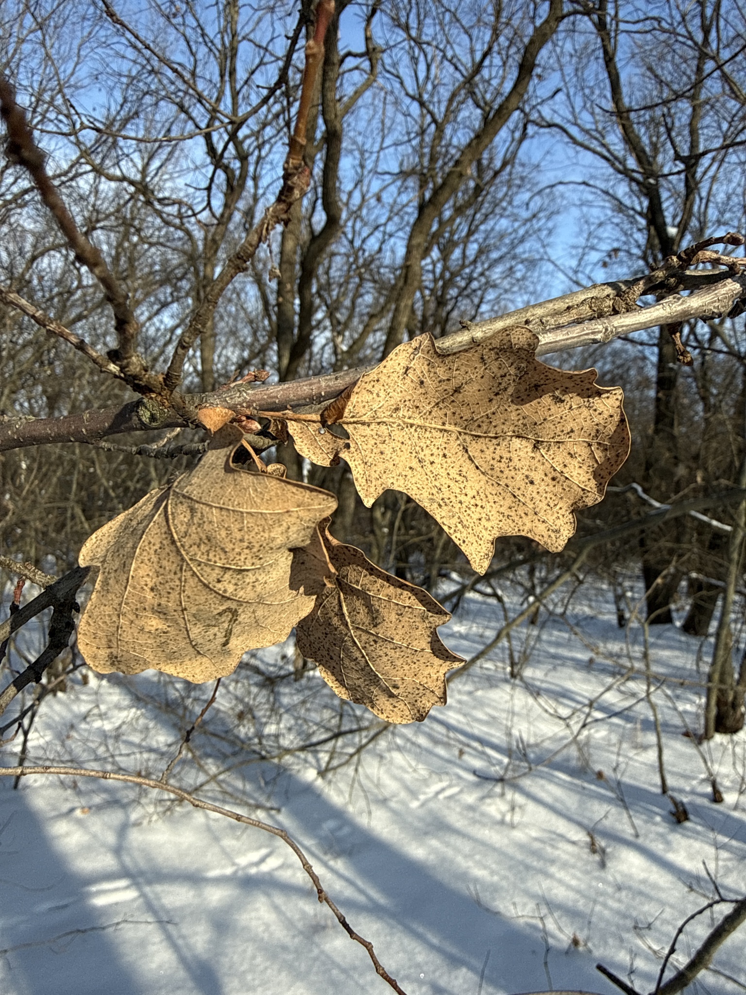 Photograph of English Oak