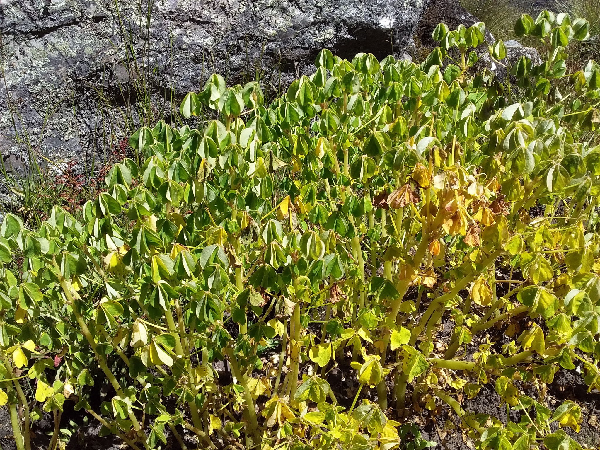 Photograph of Oca