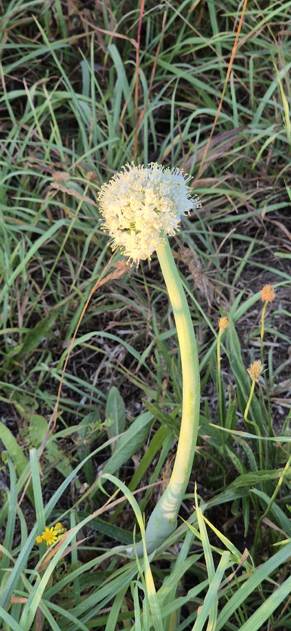 Photograph of Onion