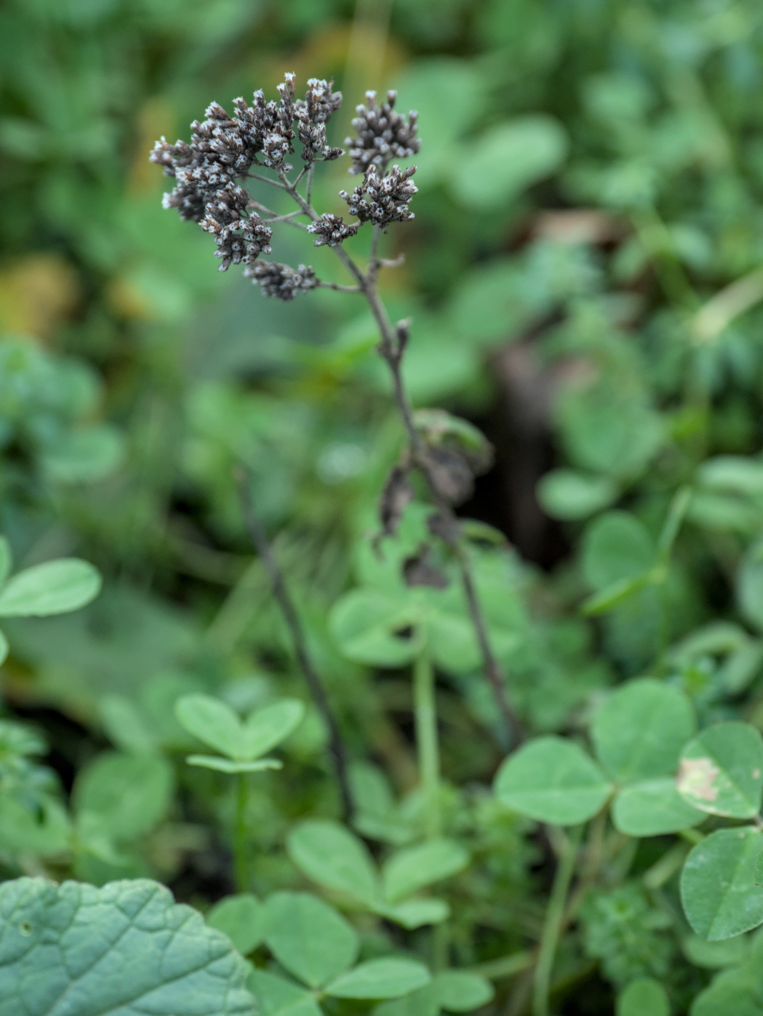 Photograph of Oregano