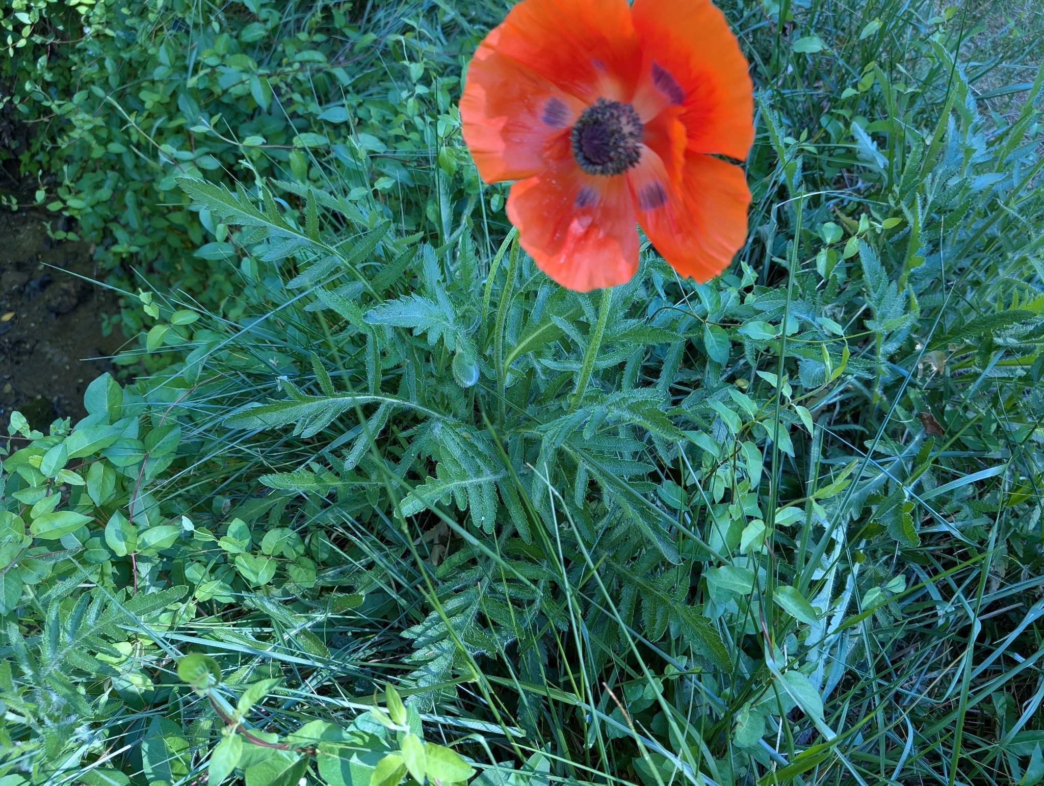Photograph of Oriental Poppy