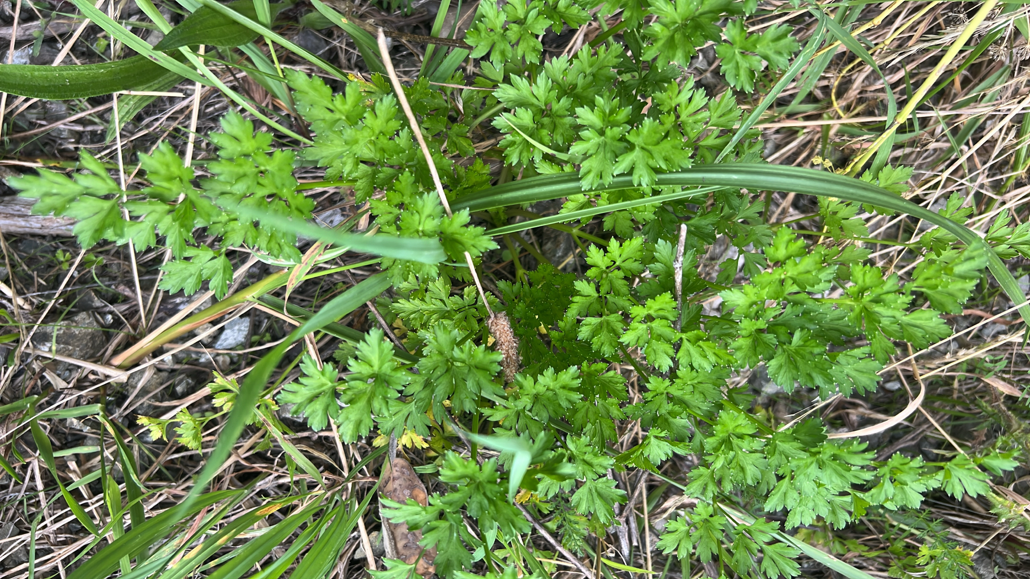 Photograph of Parsley