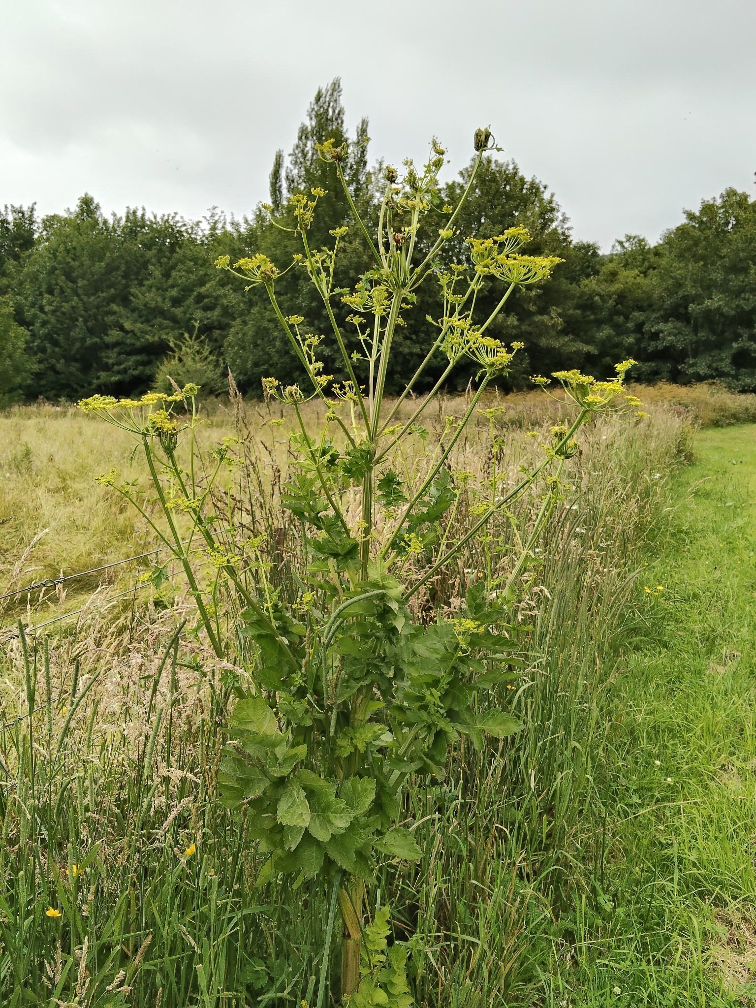Photograph of Parsnip