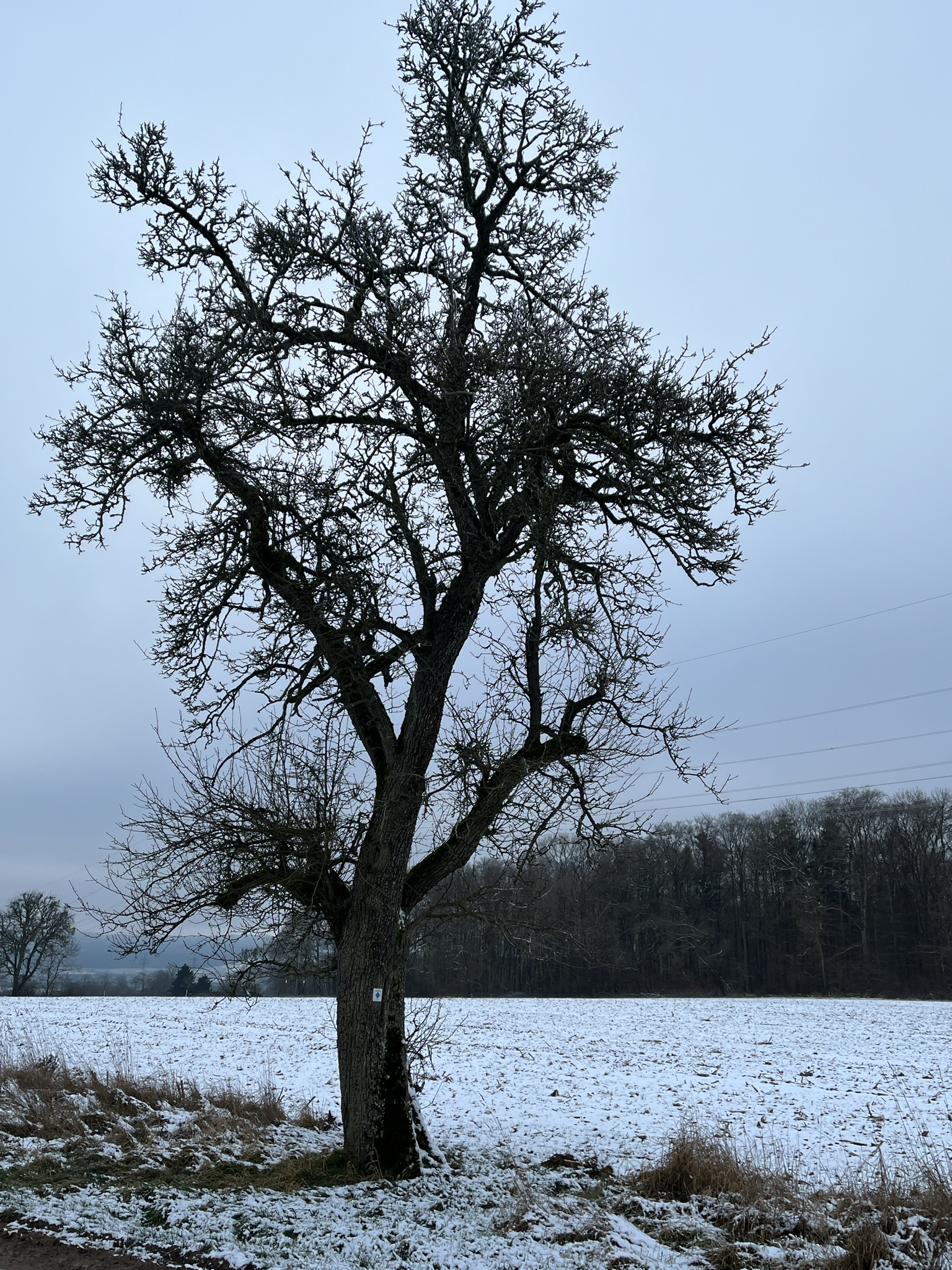 Photograph of Pear