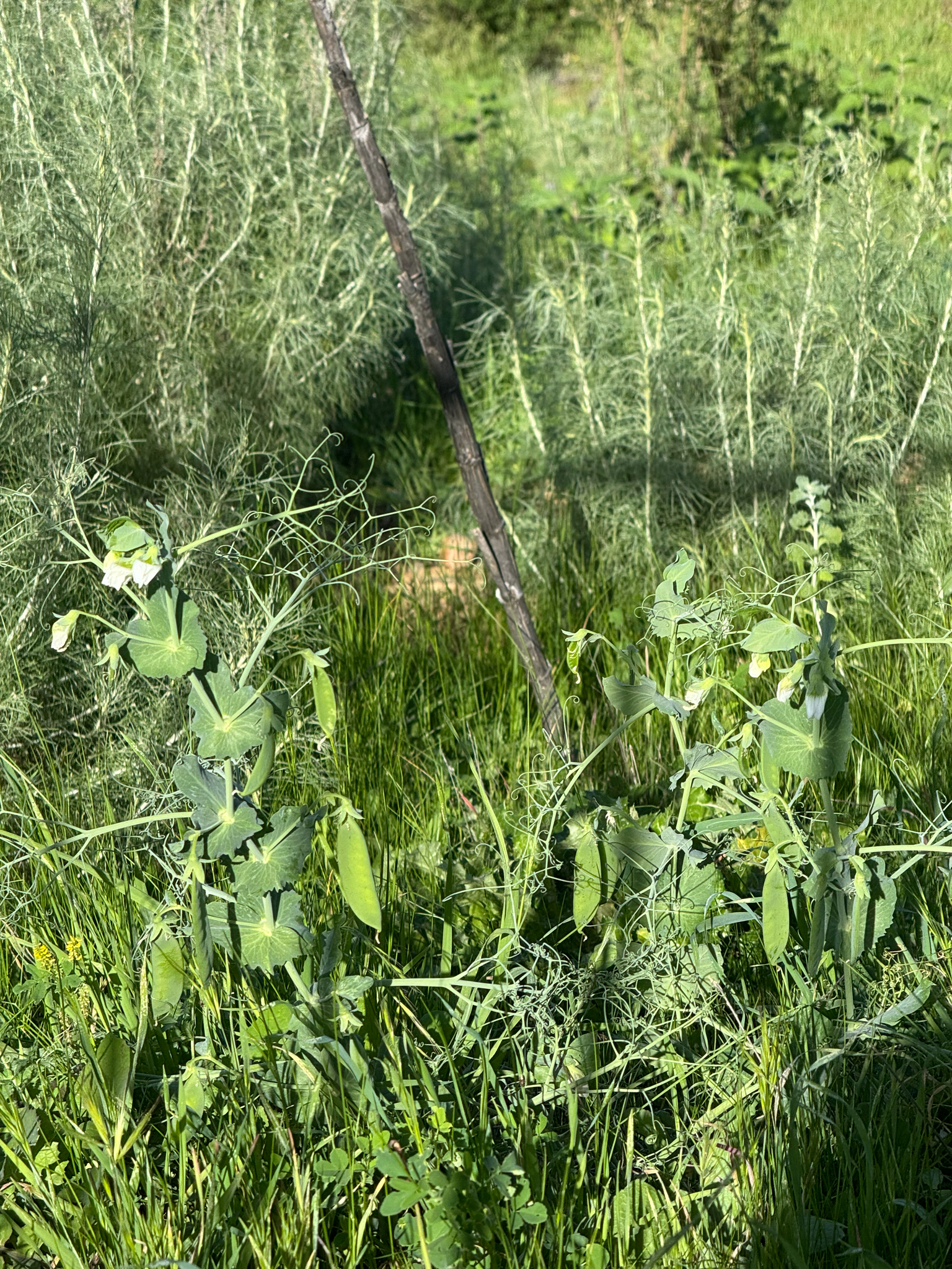 Photograph of Pea