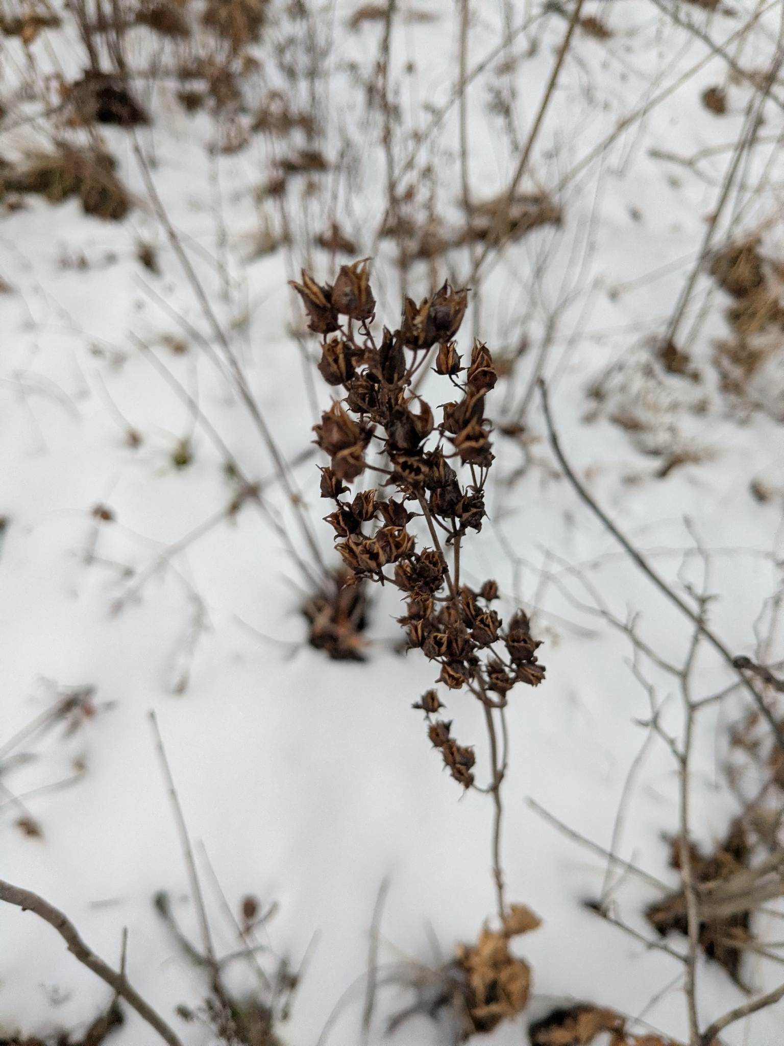 Photograph of Penstemon