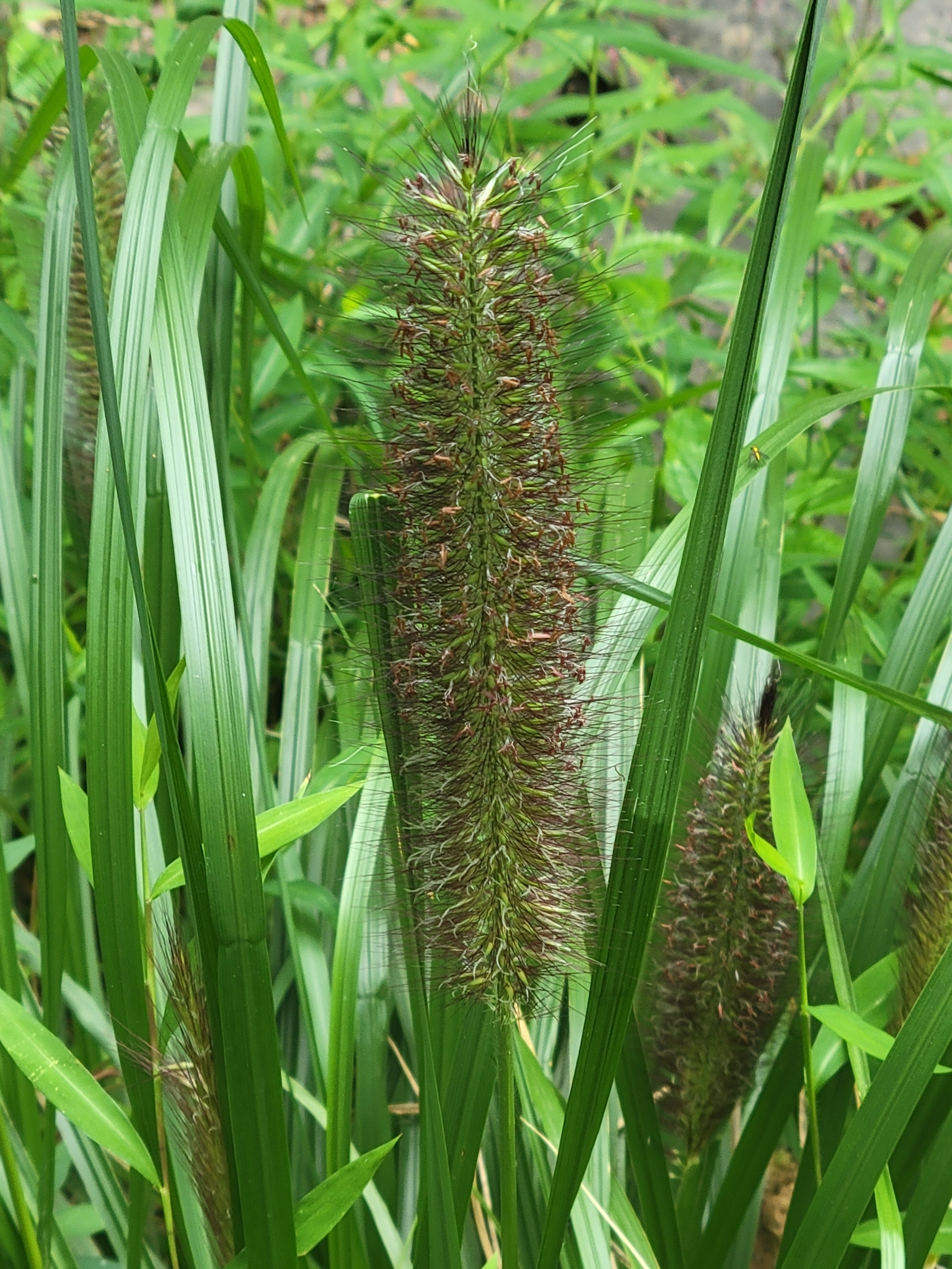 Photograph of Pennisetum