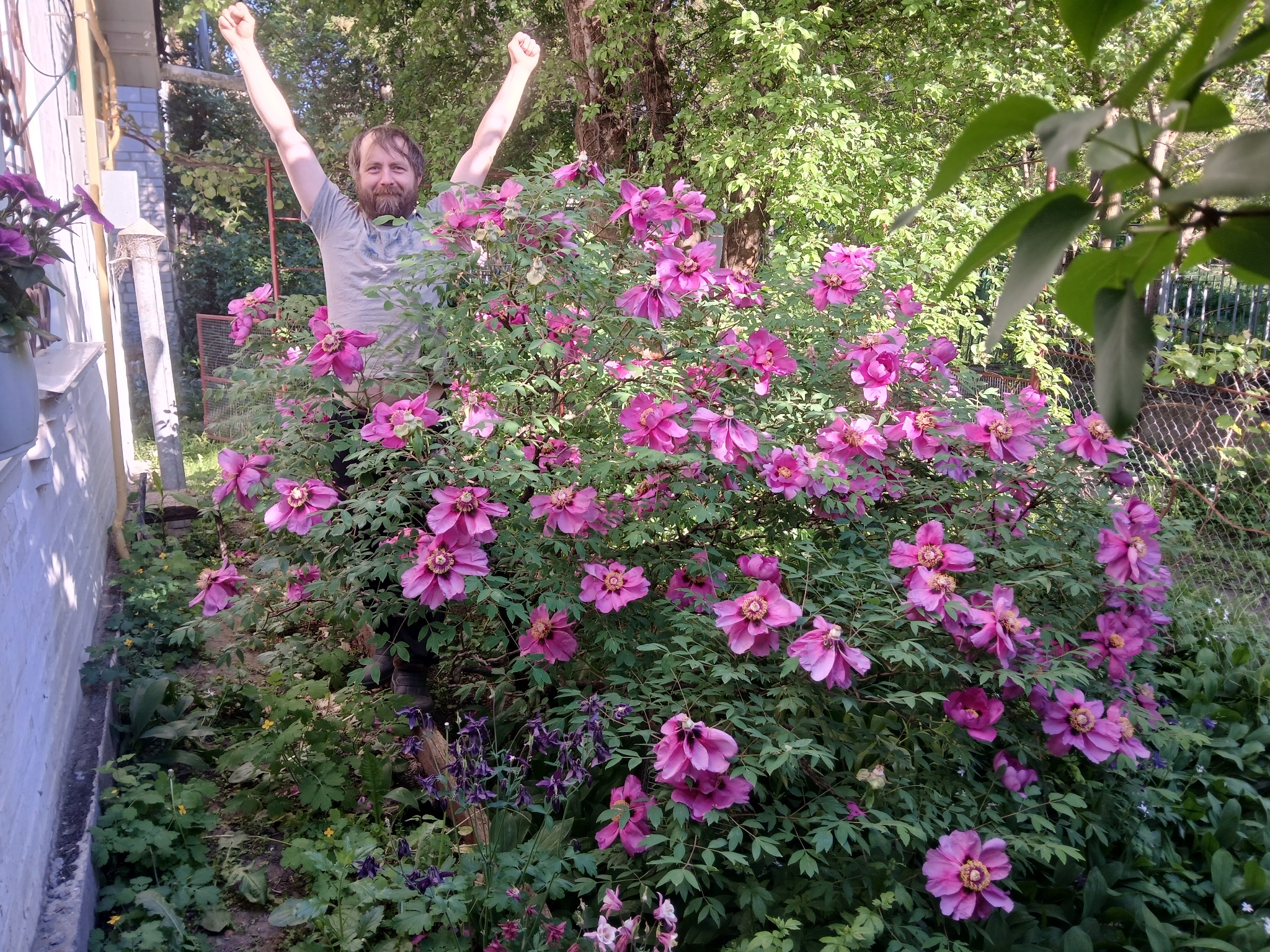Photograph of Peony