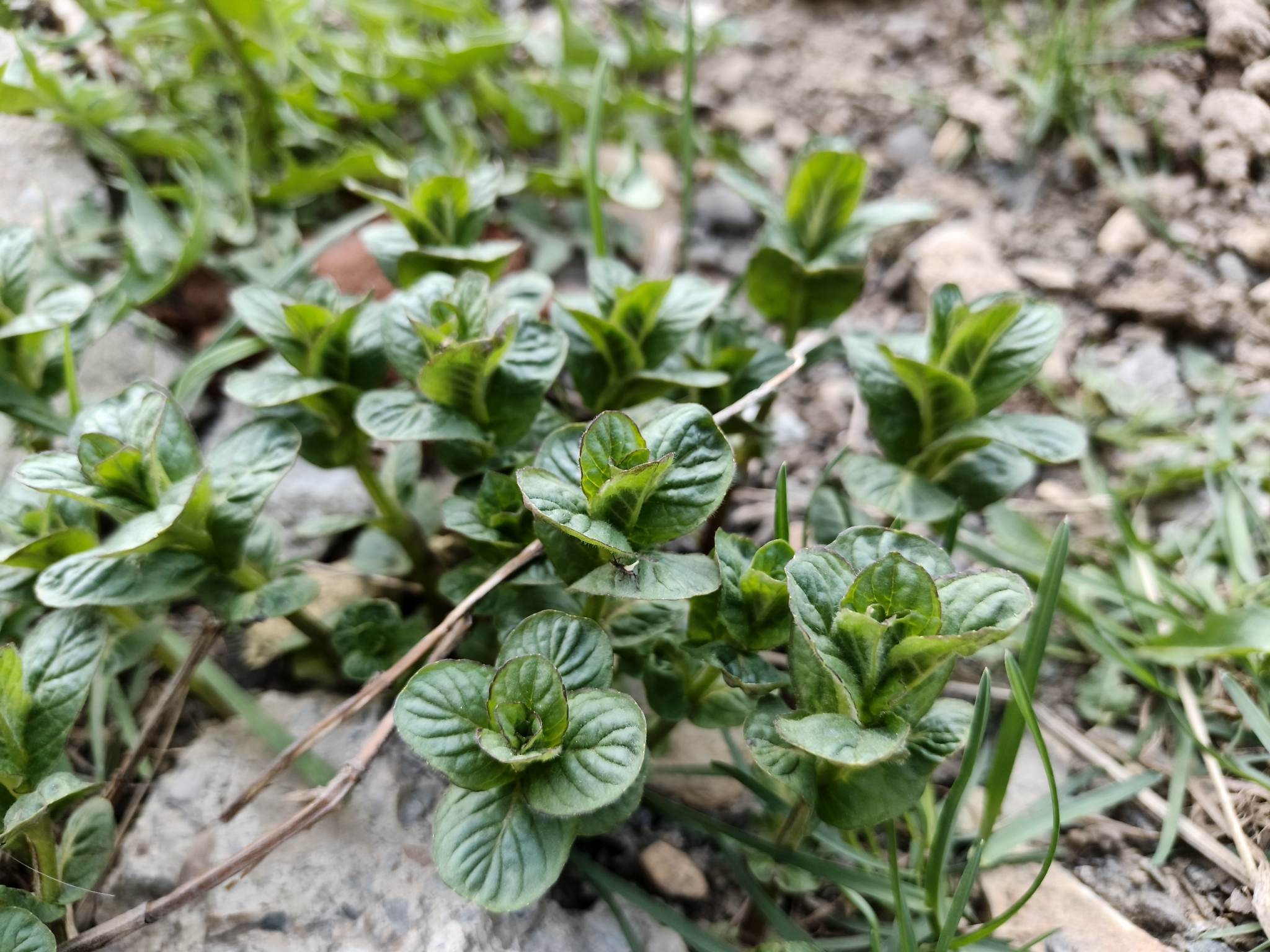 Photograph of Peppermint