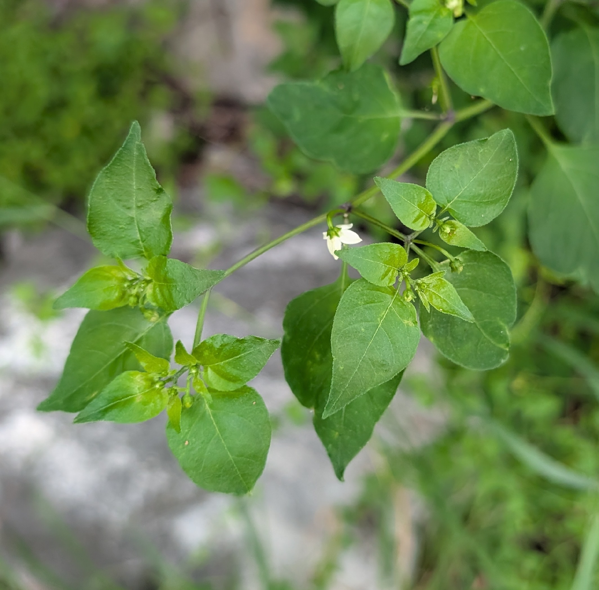 Photograph of Pepper