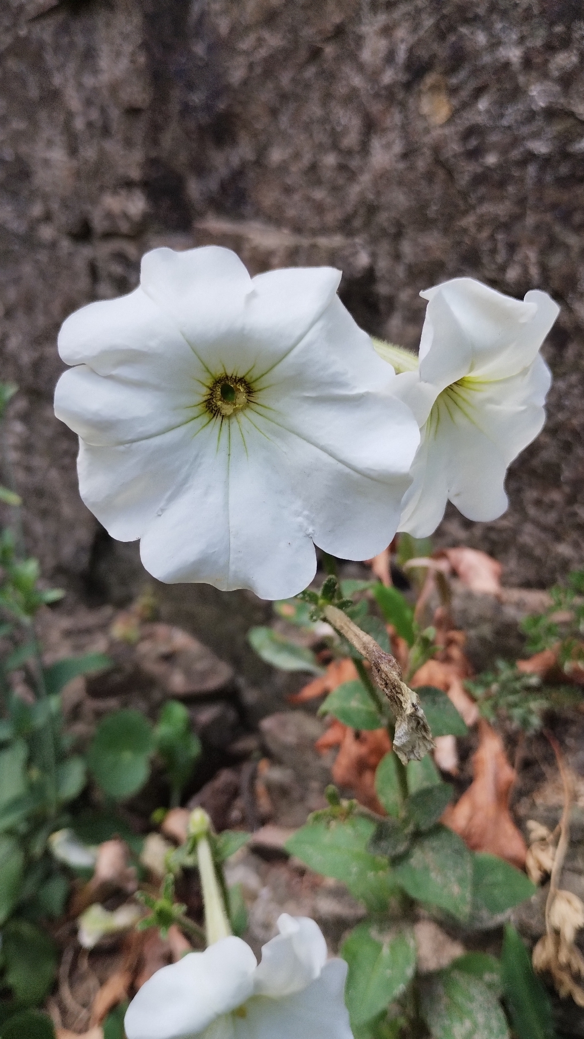 Photograph of Petunia