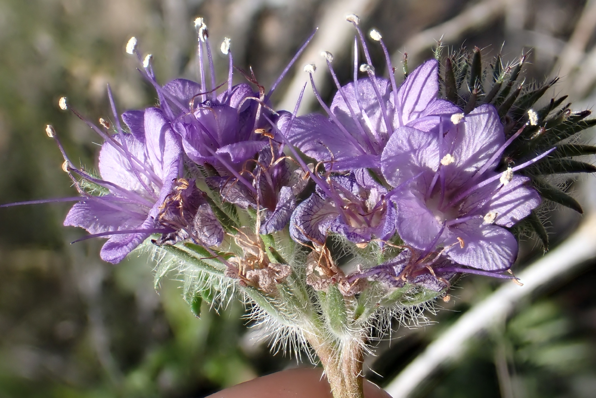 Photograph of Phacelia