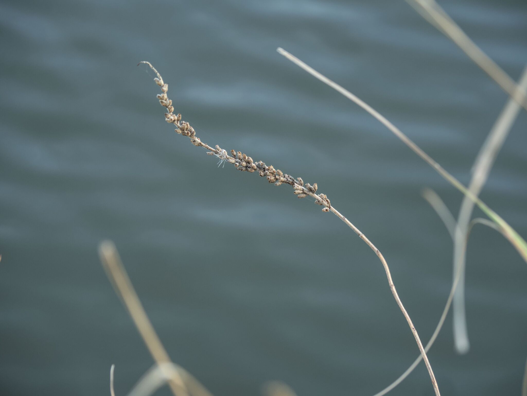Photograph of Purple Loosestrife