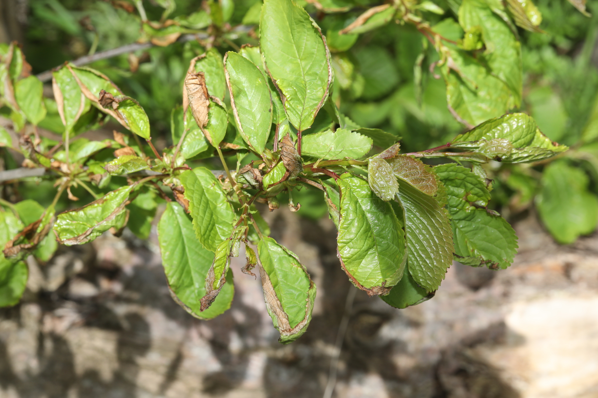 Photograph of Plum