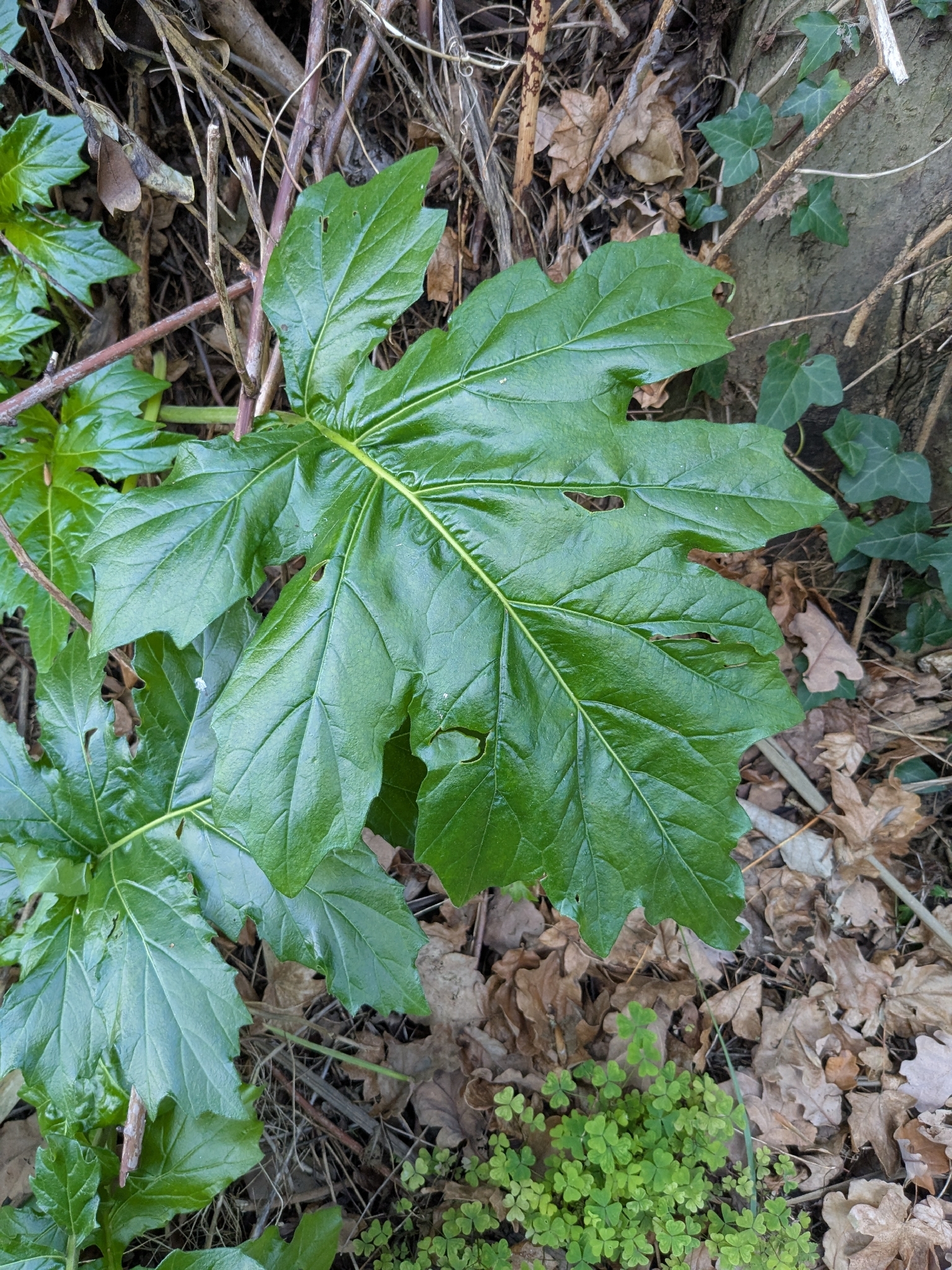 Photograph of Bear's Breeches