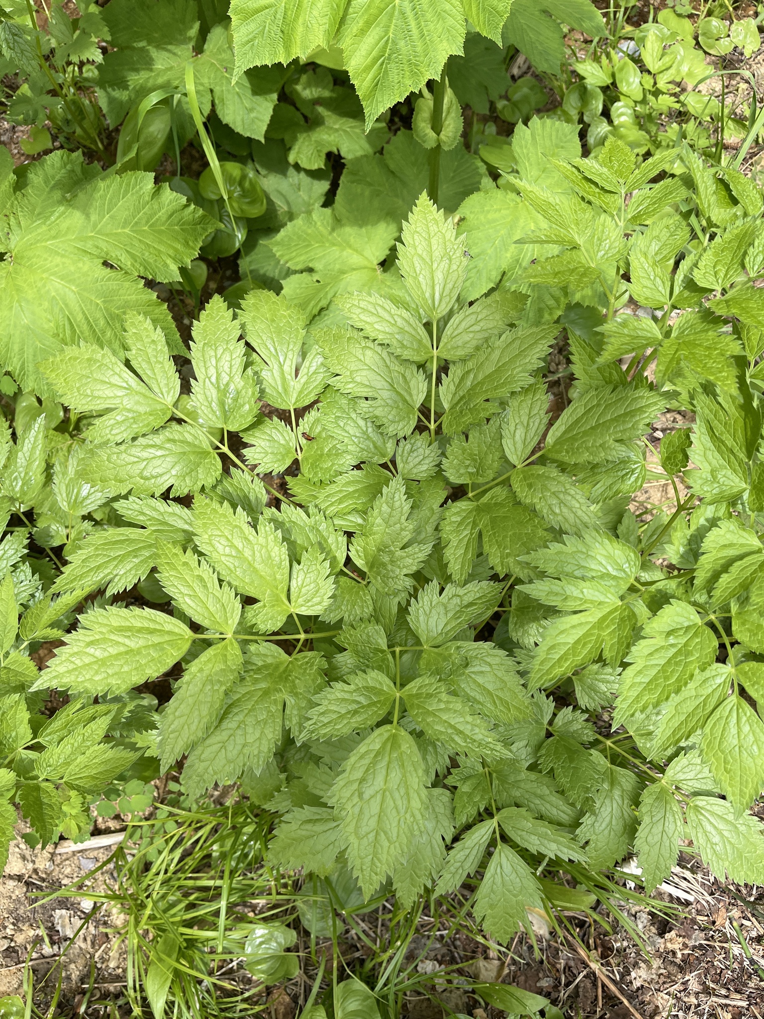 Photograph of Actaea