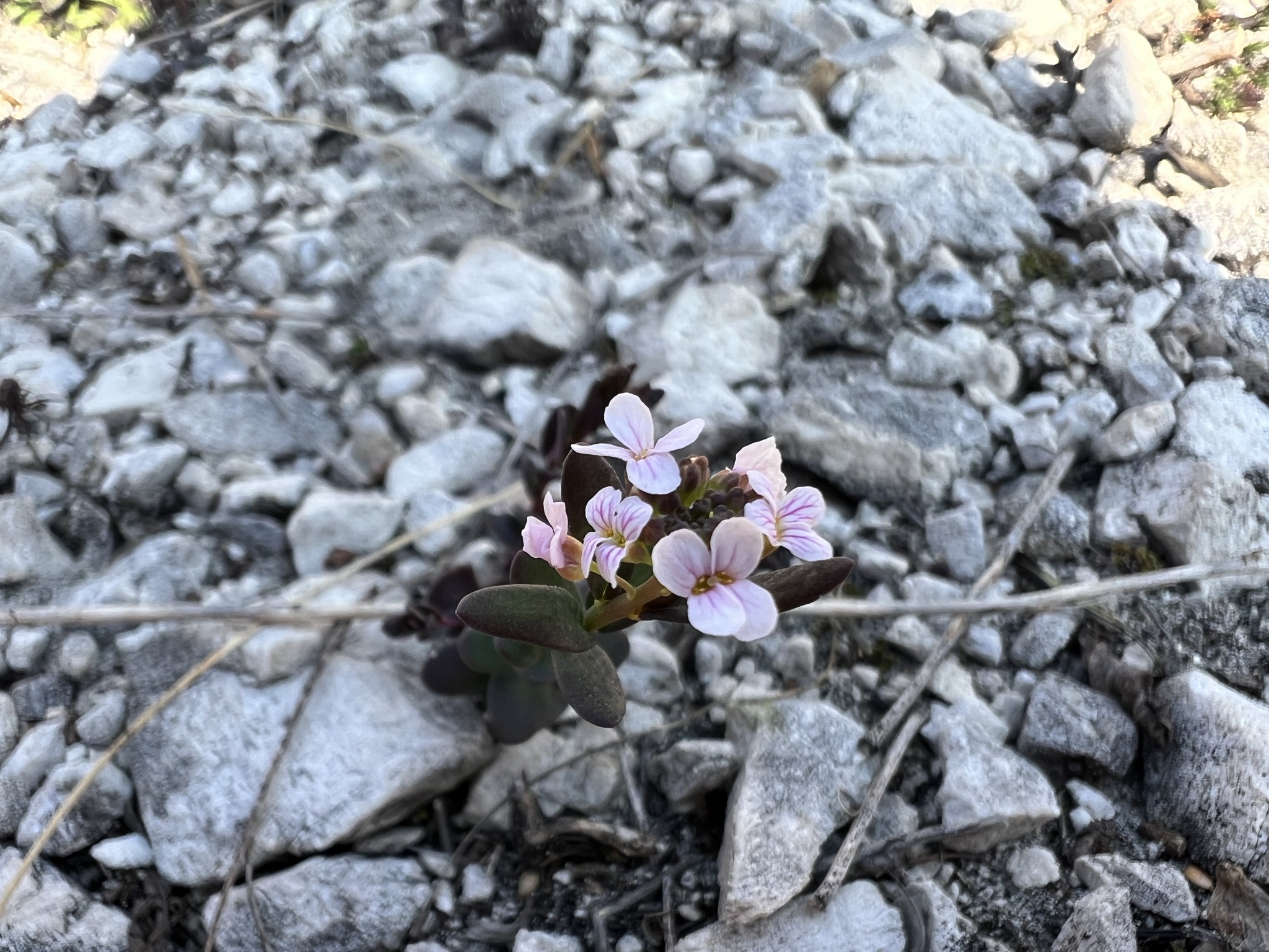 Photograph of Stone Cress