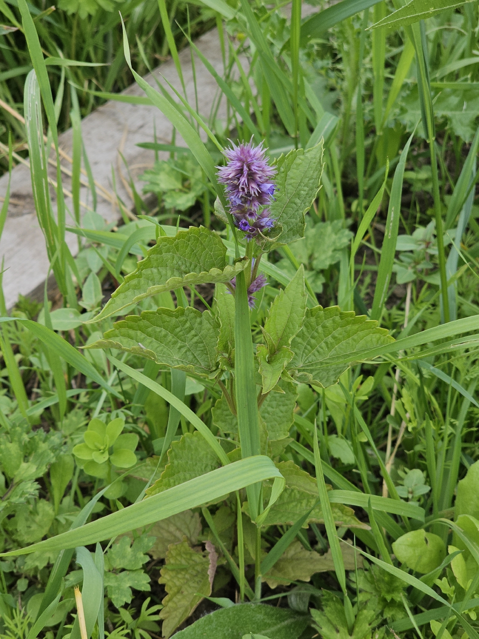 Photograph of Agastache