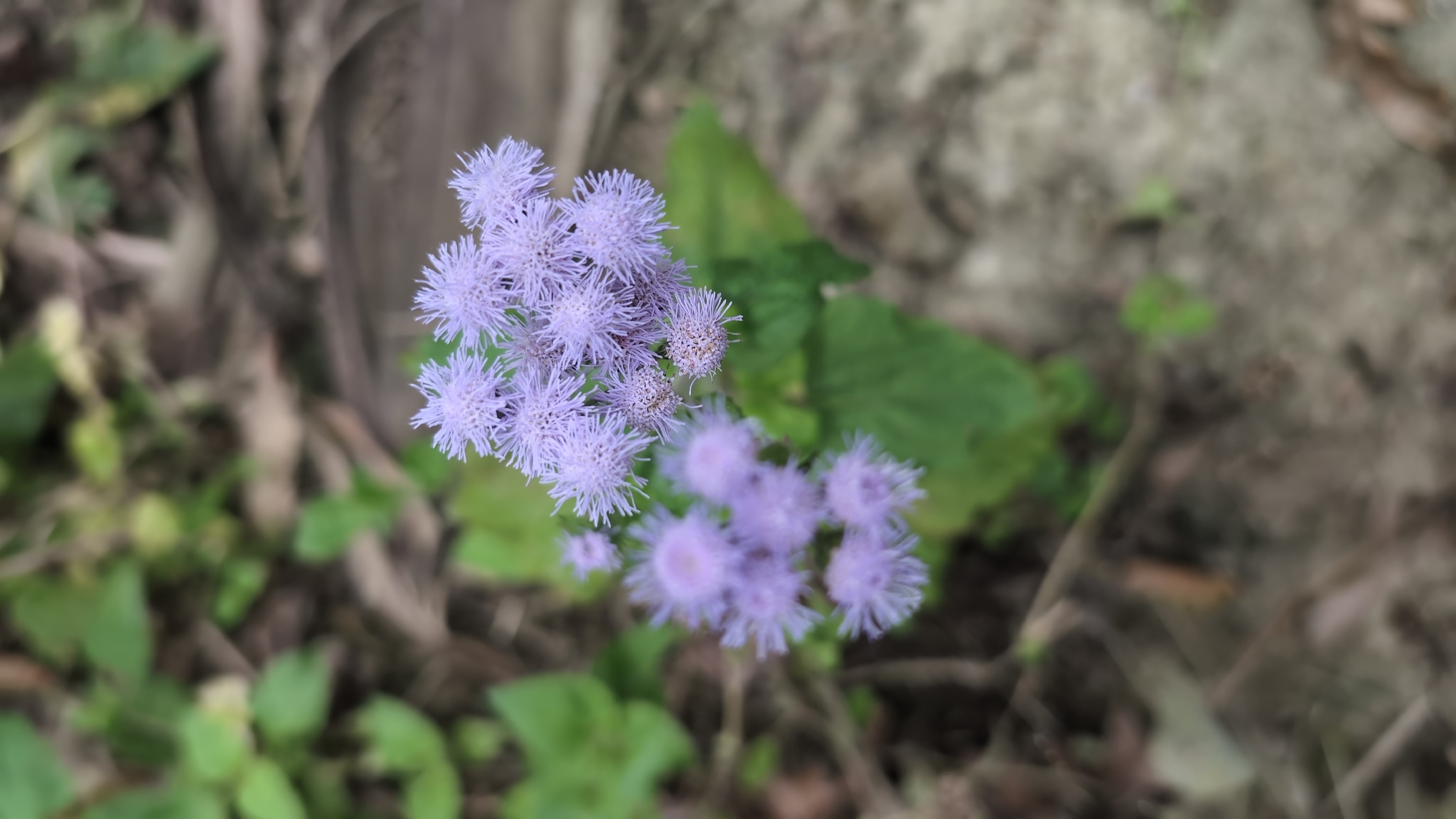 Photograph of Ageratum