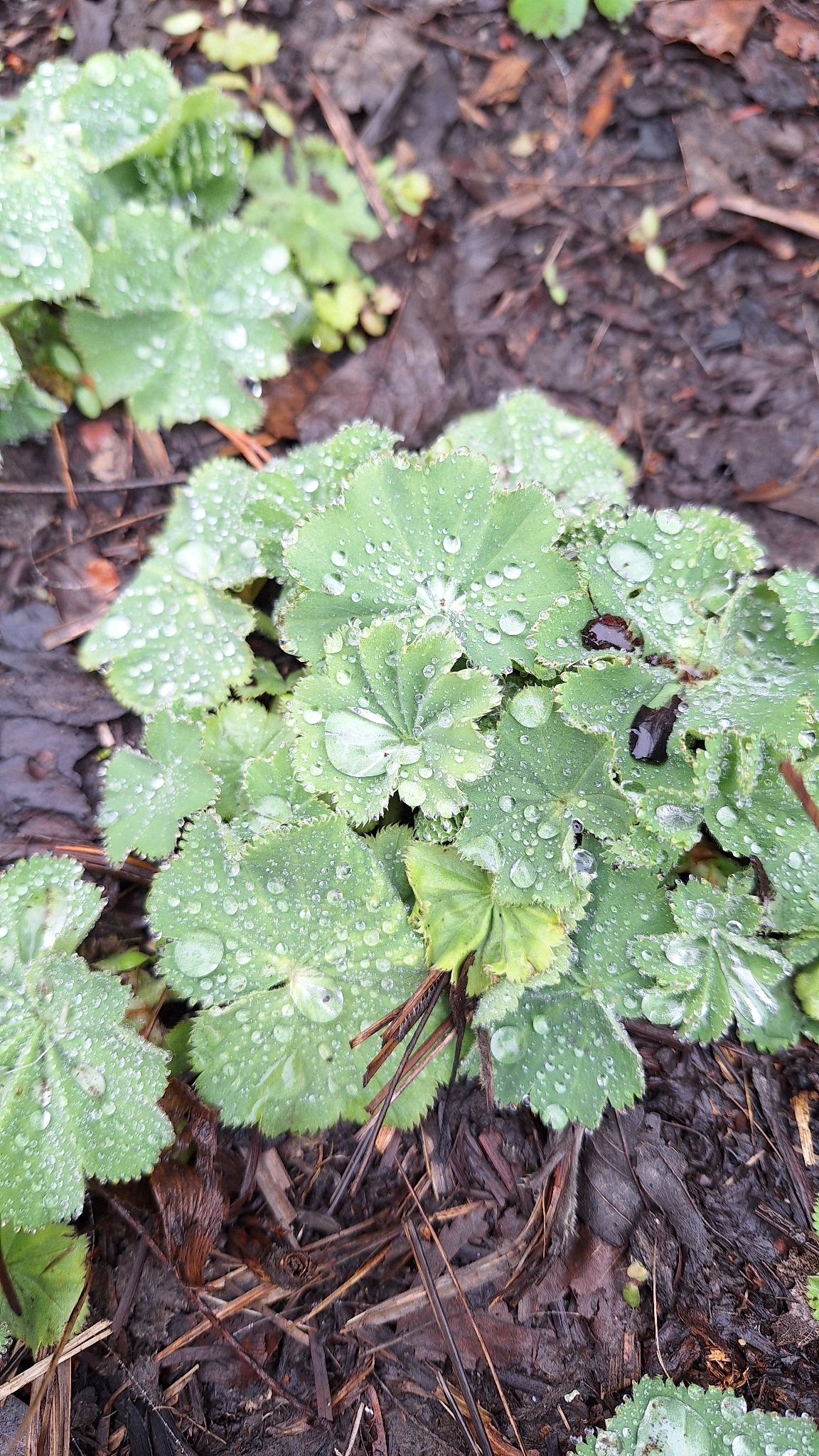 Photograph of Lady's Mantle