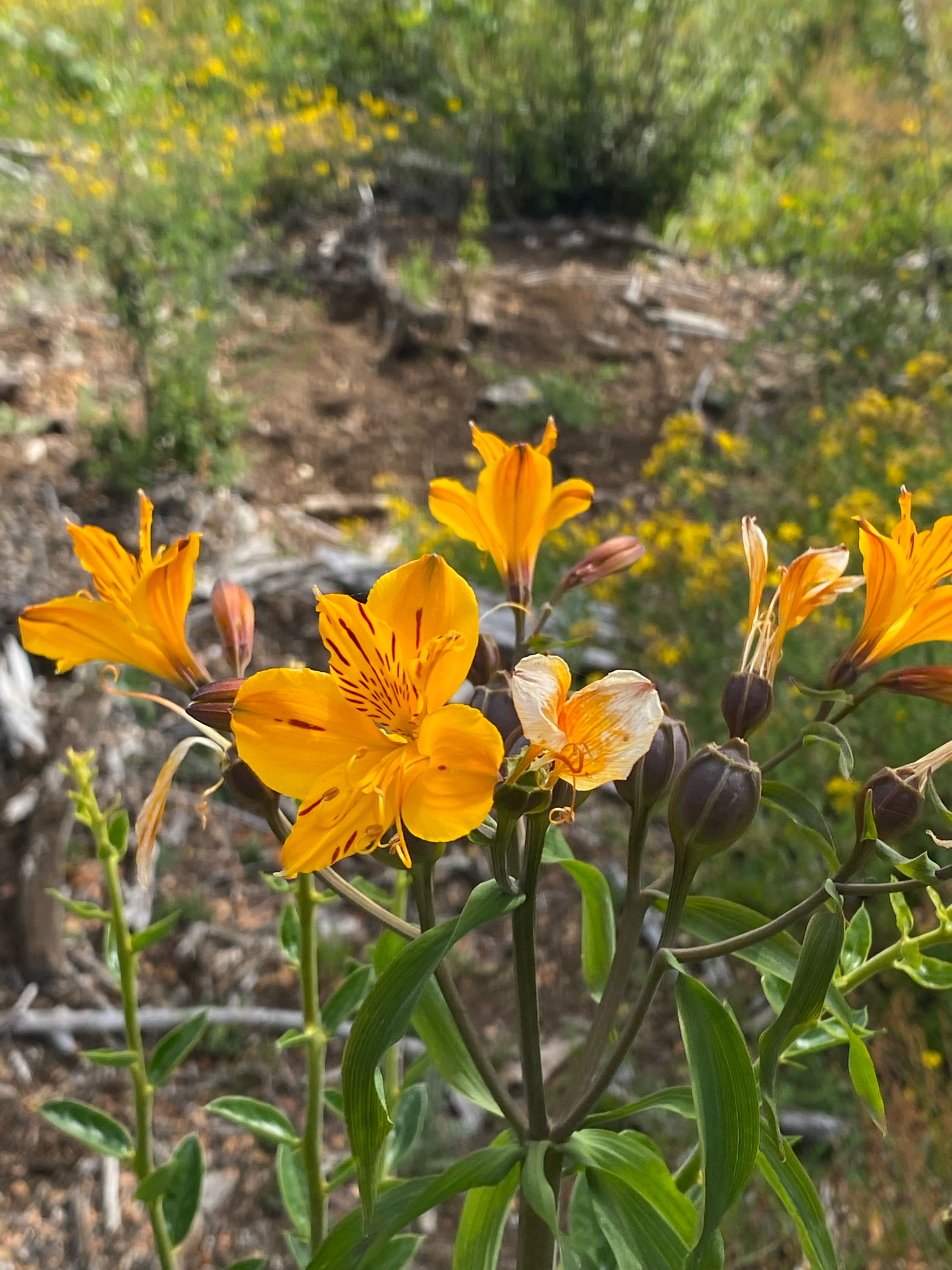 Photograph of Alstroemeria