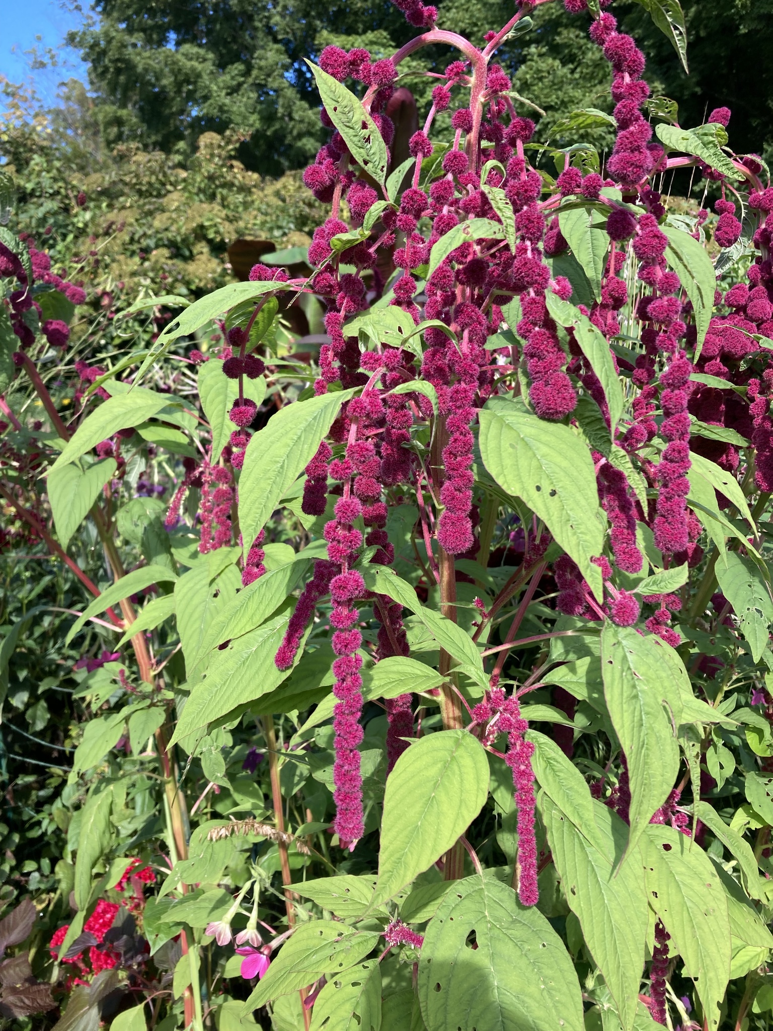 Photograph of Amaranthus