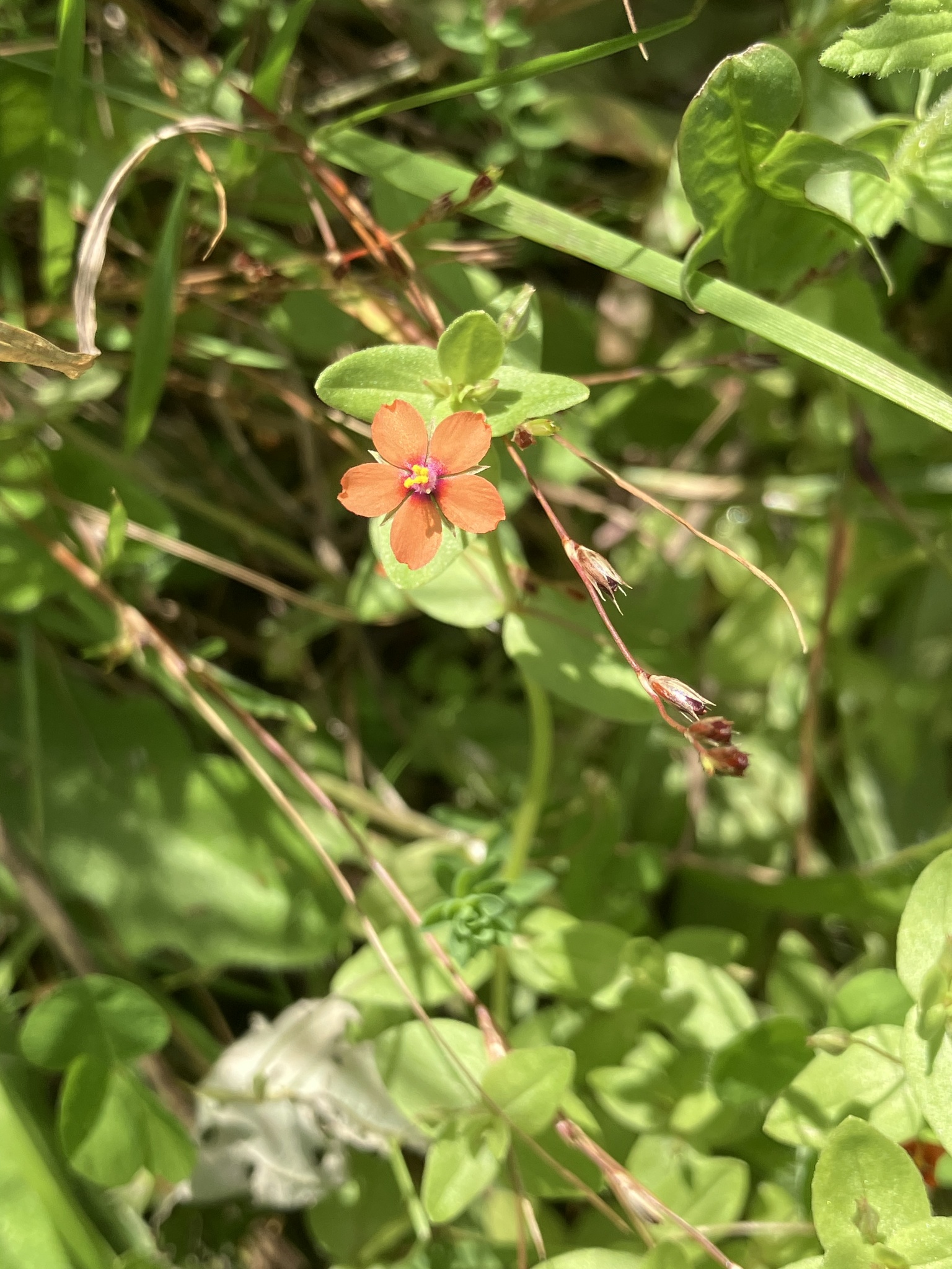 Photograph of Pimpernel