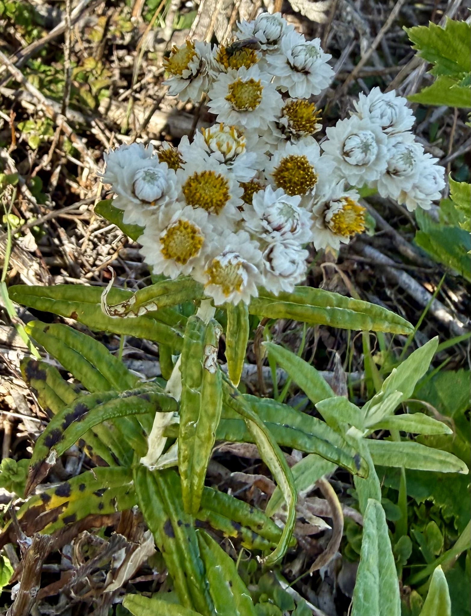 Photograph of Pearly Everlasting