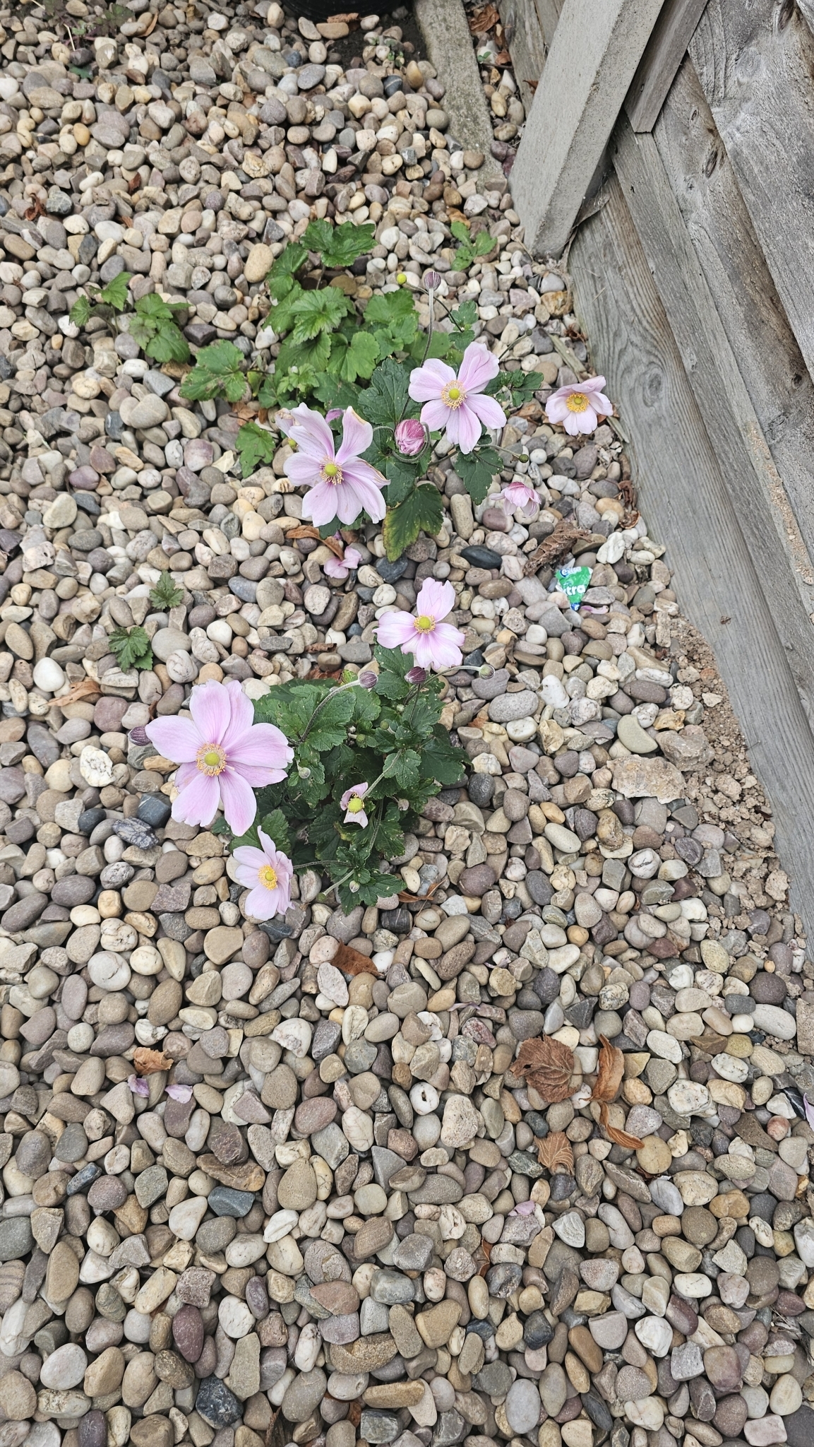 Photograph of Japanese Anemone