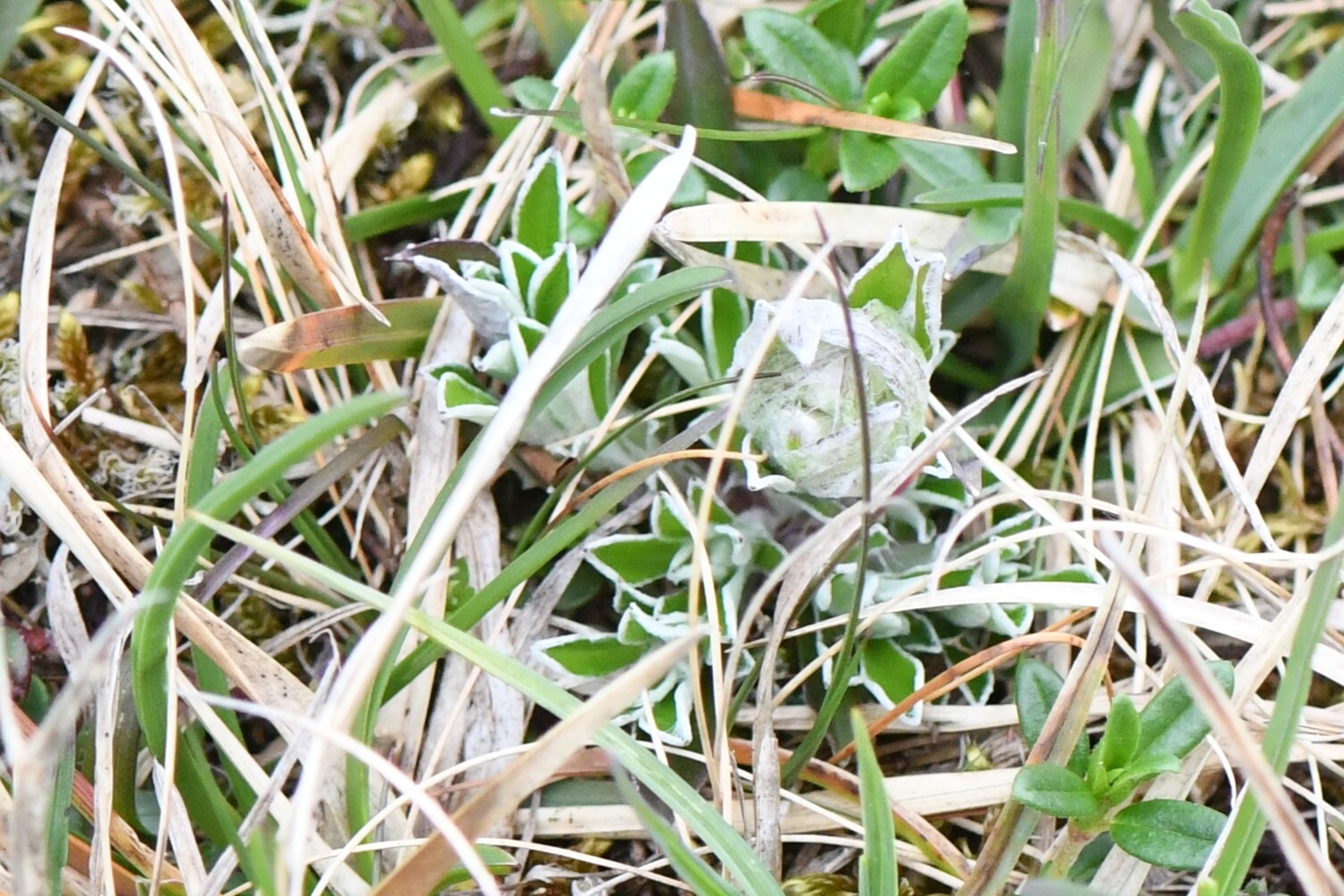 Photograph of Antennaria