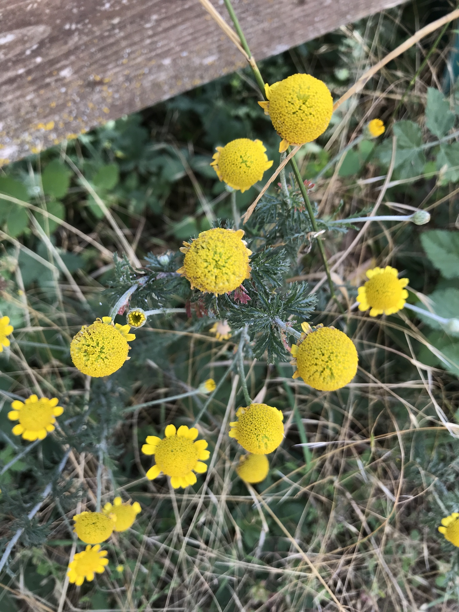 Photograph of Anthemis