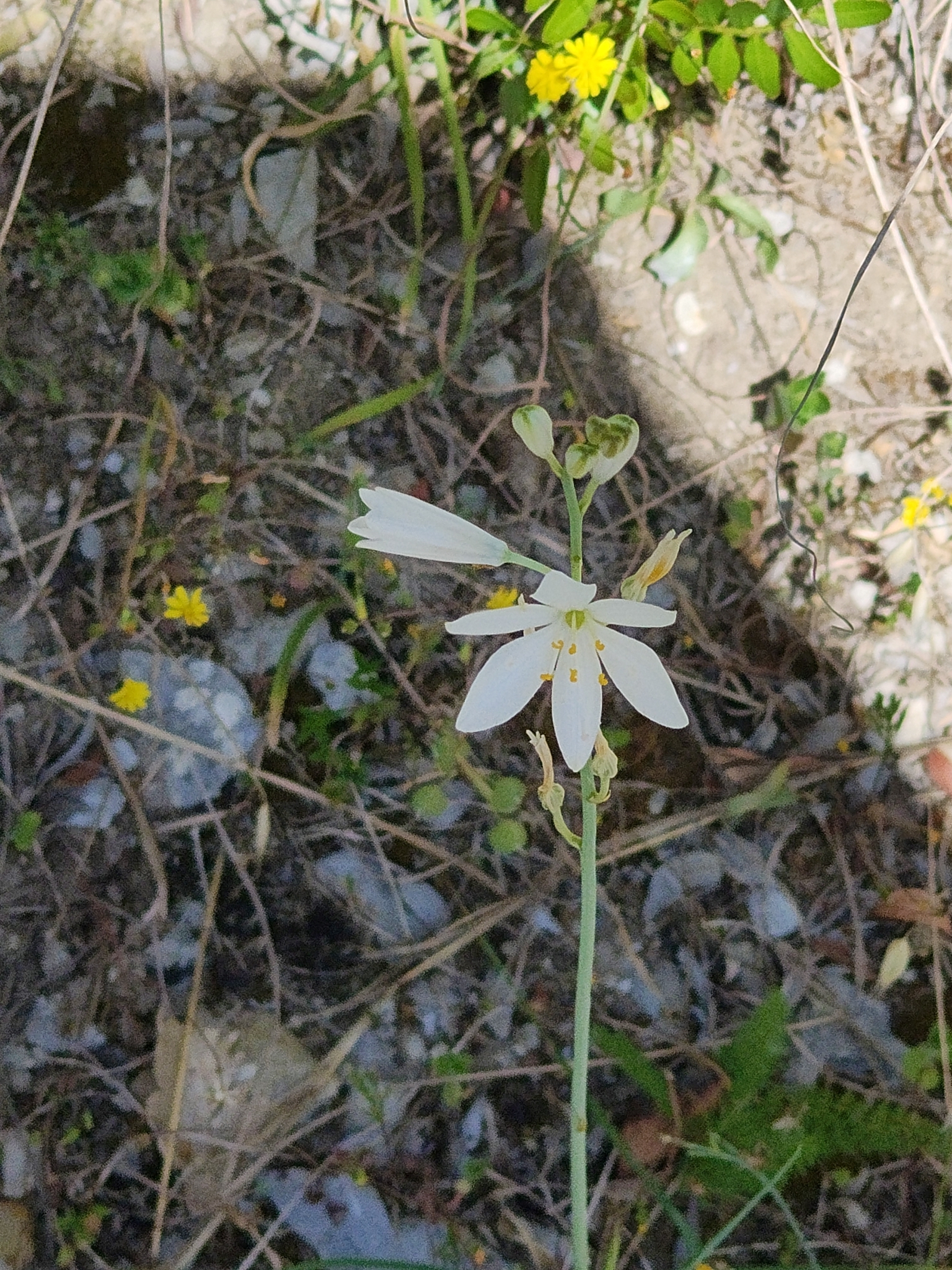 Photograph of St Bernard's Lily