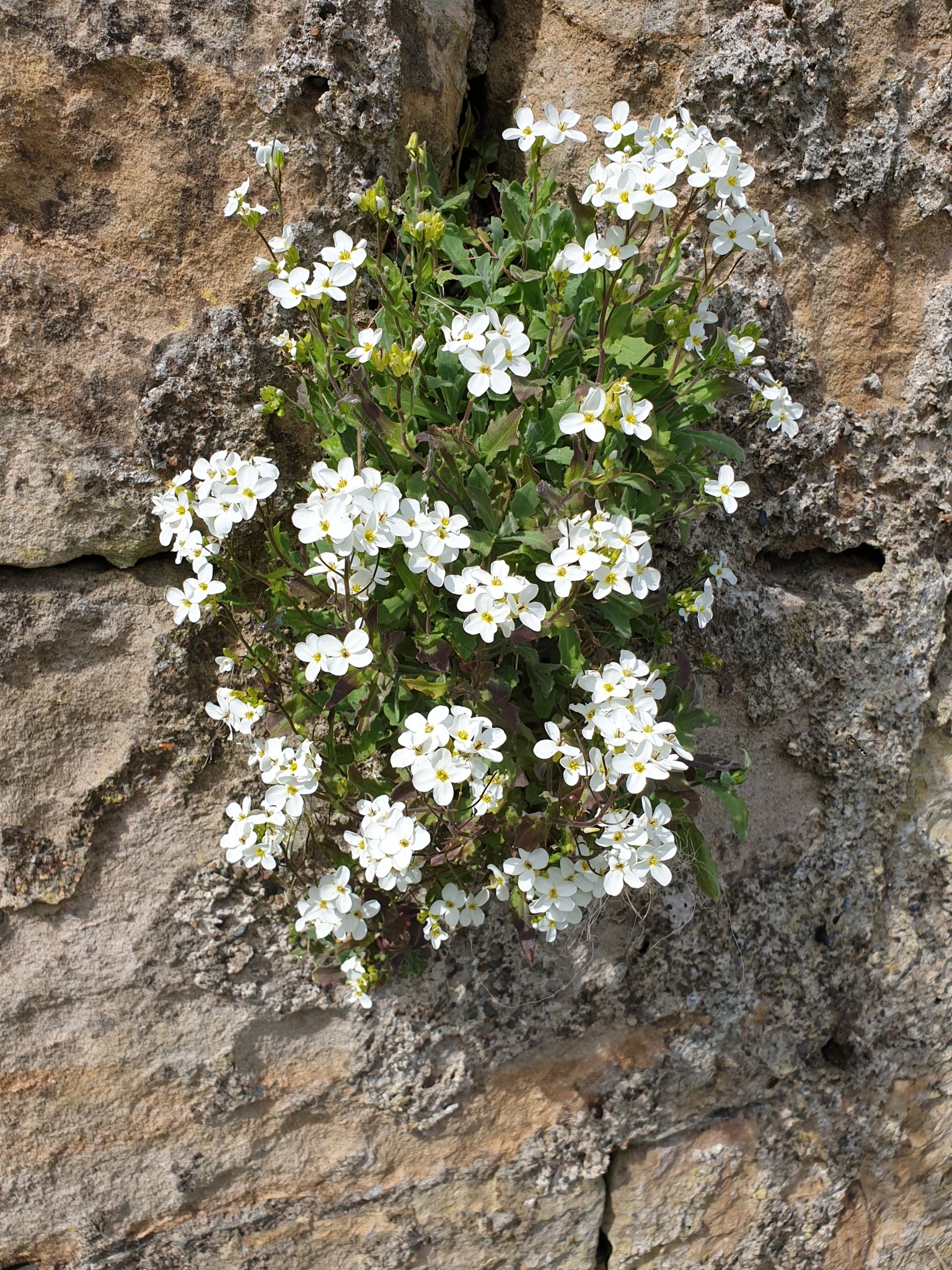 Photograph of Rock Cress
