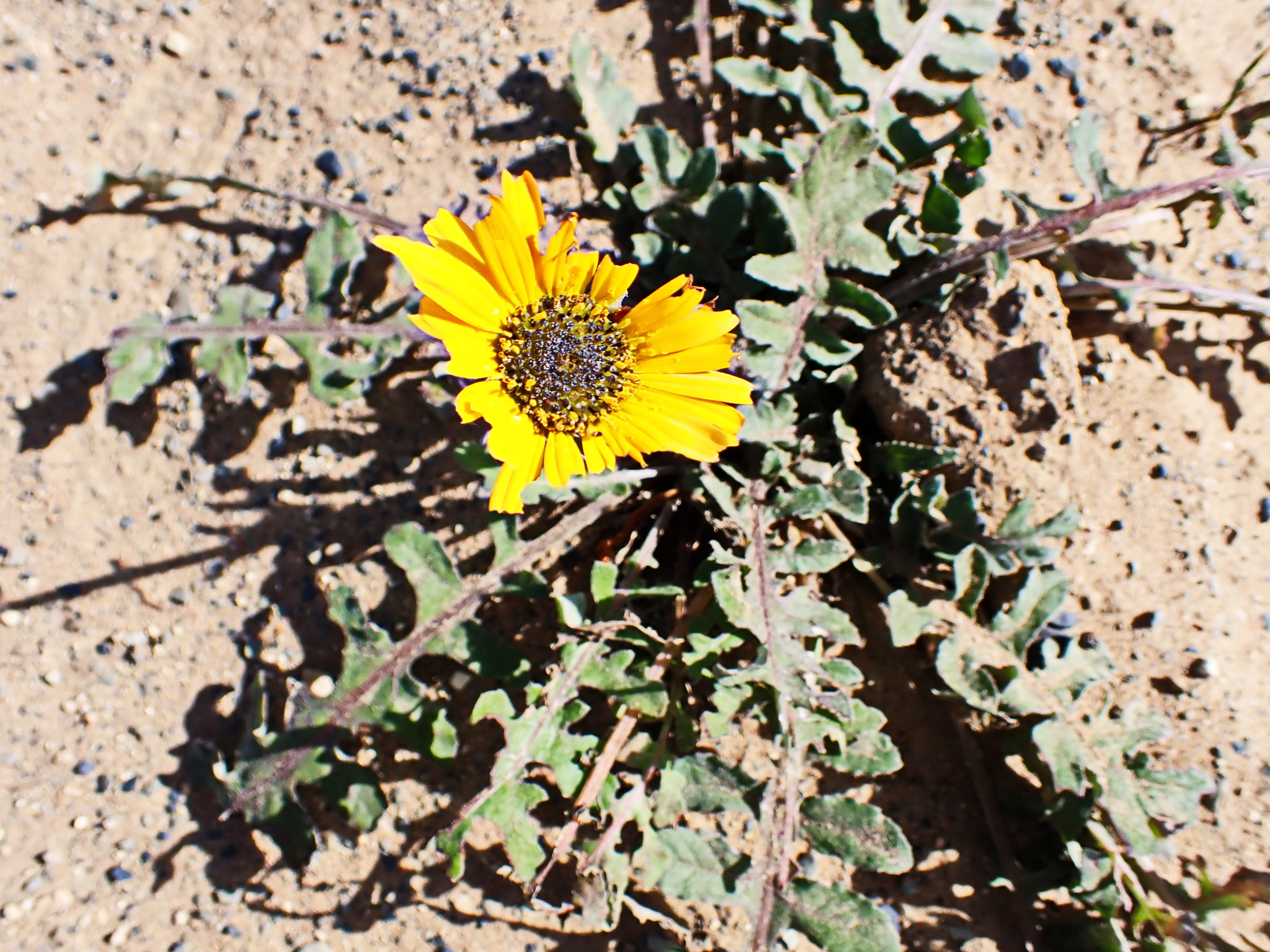 Photograph of African Daisy