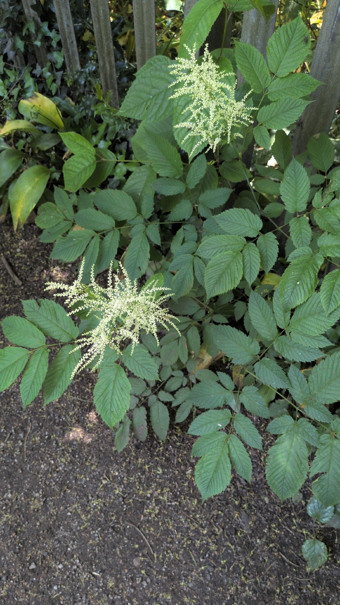 Photograph of Goat's Beard