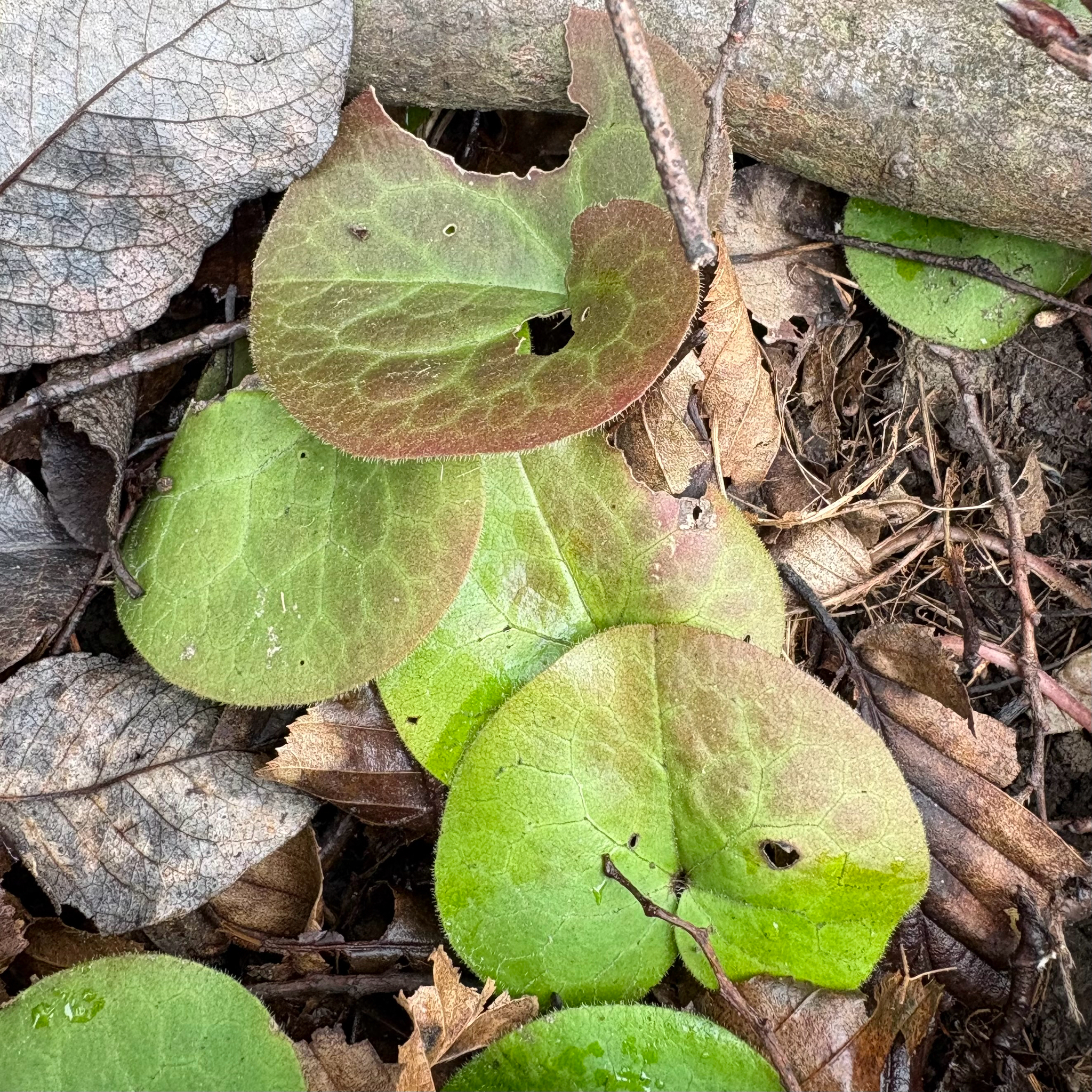 Photograph of Wild Ginger