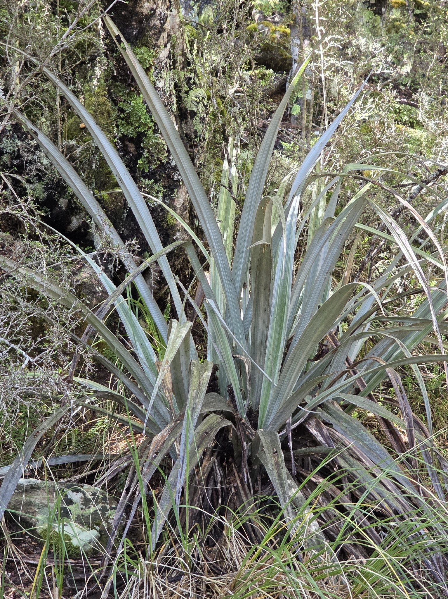 Photograph of Astelia